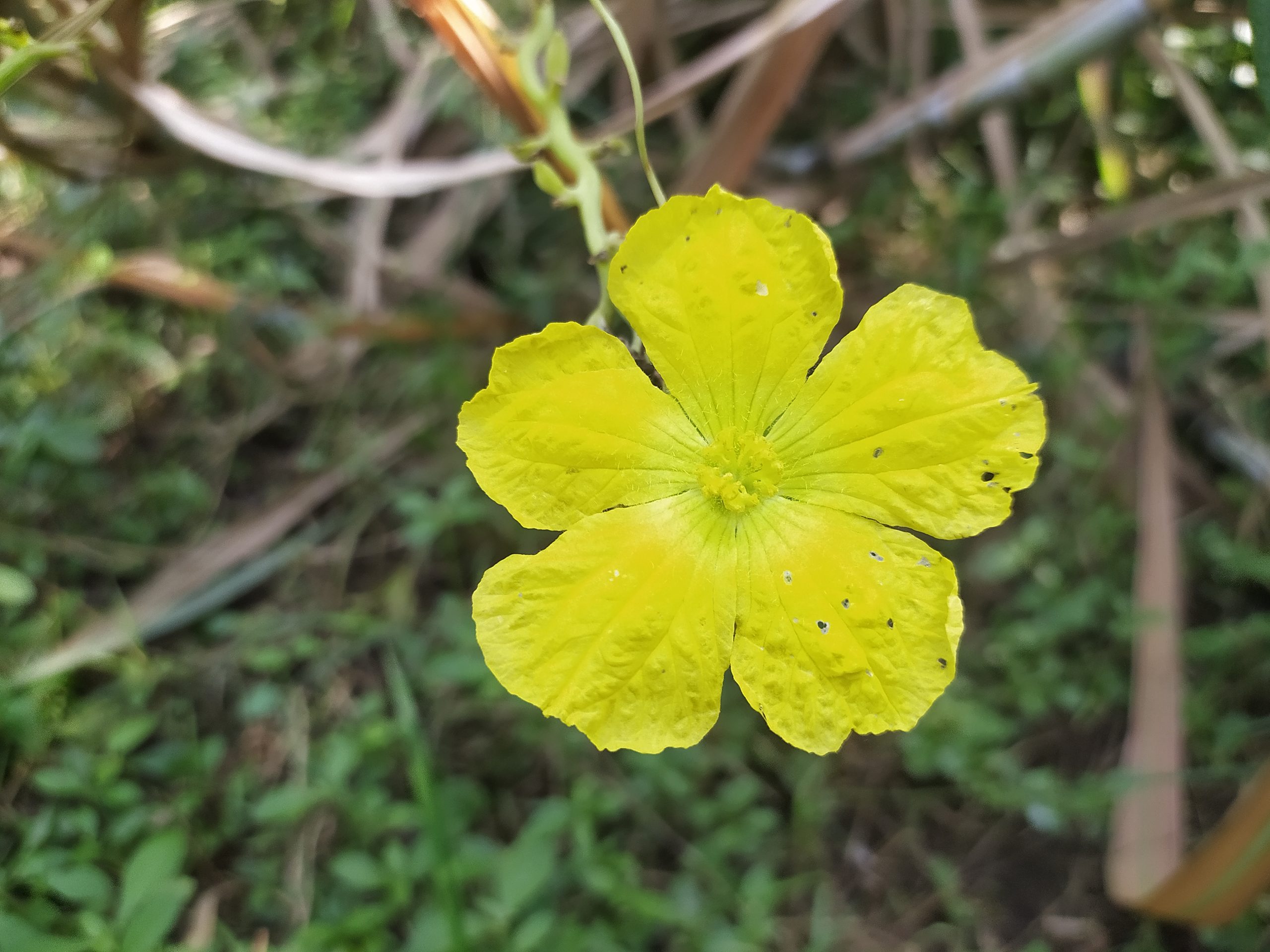 A bitterguard's flower