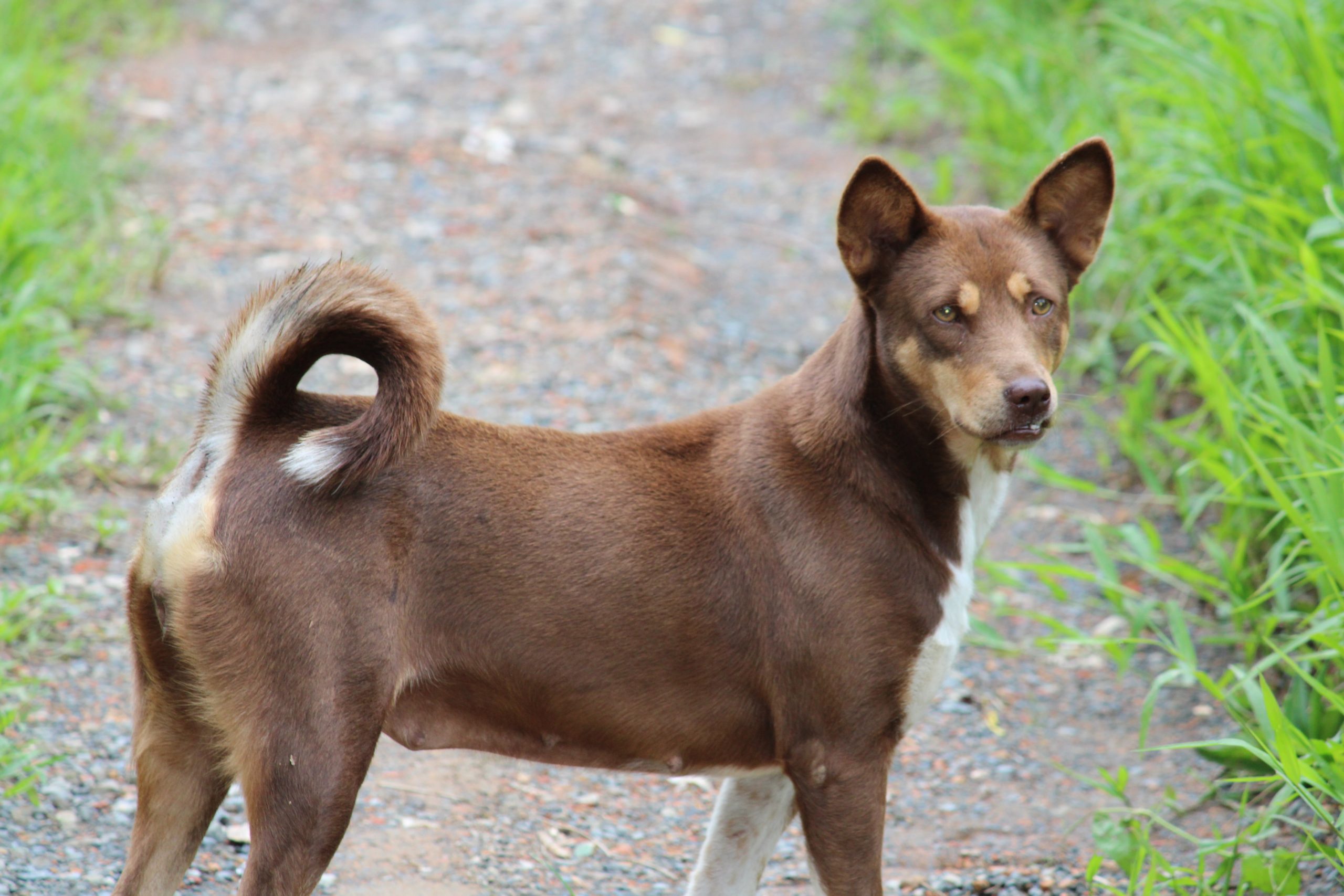 A brown dog