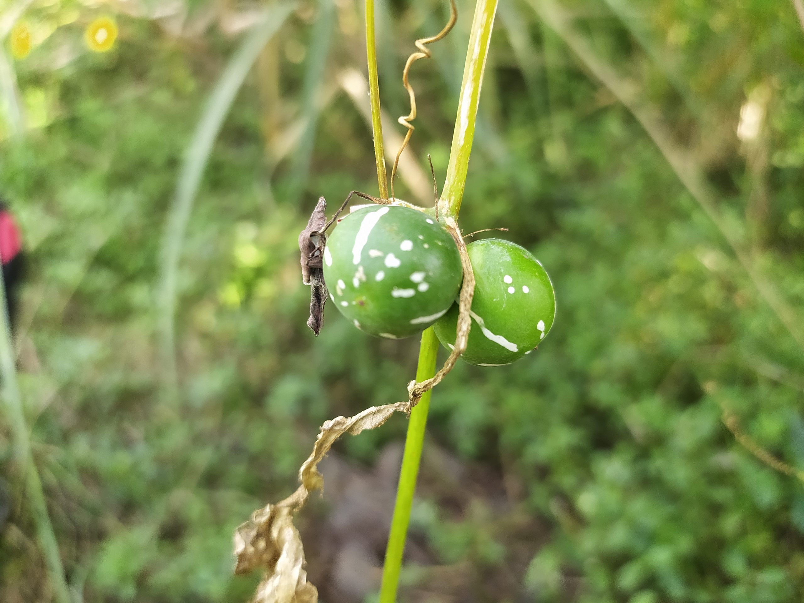 Fruit of bryonia vine plant