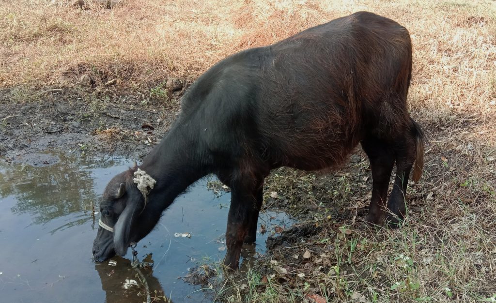 A buffalo drinking water PixaHive