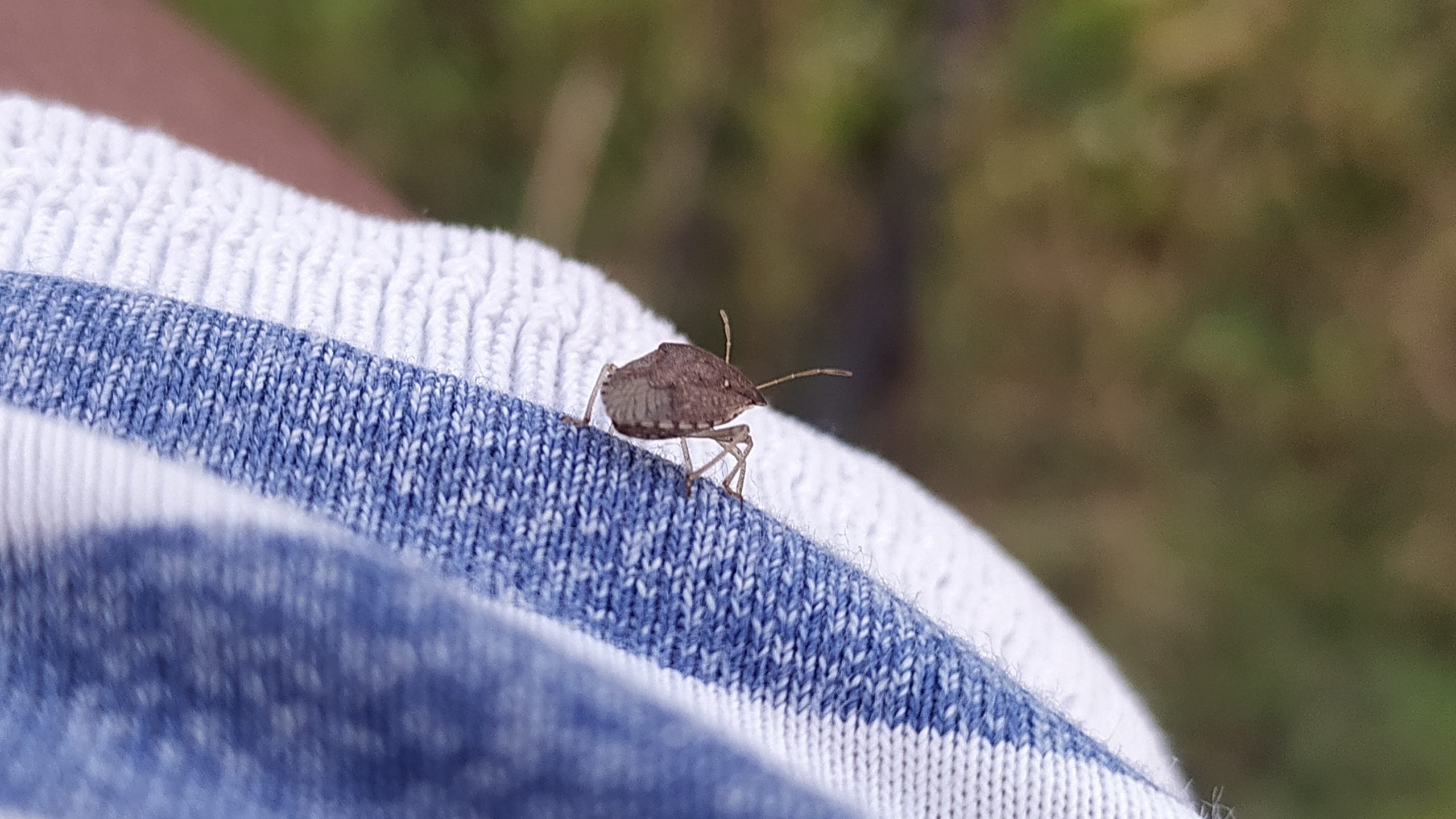 A bug on fabric