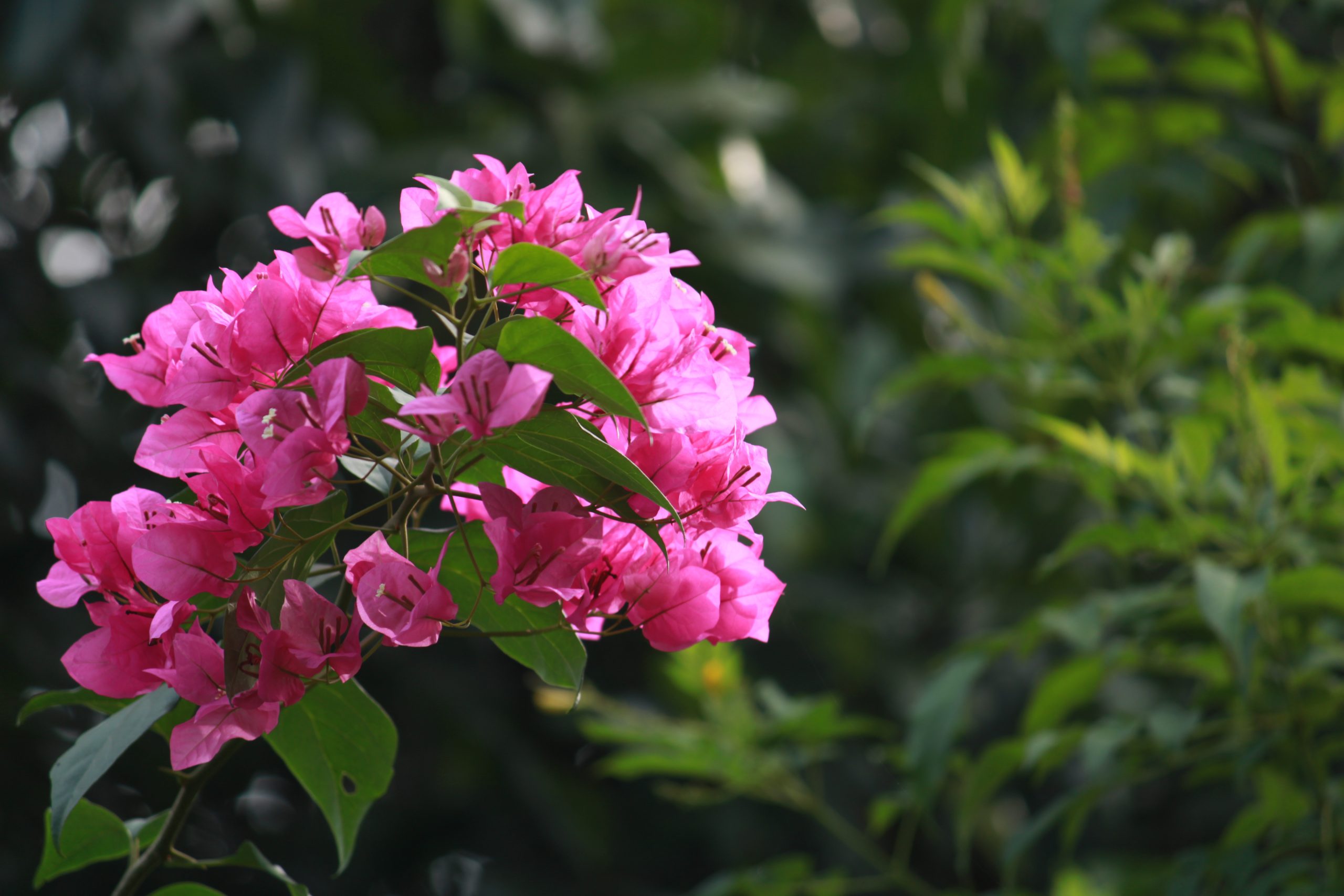 A bunch of flowers