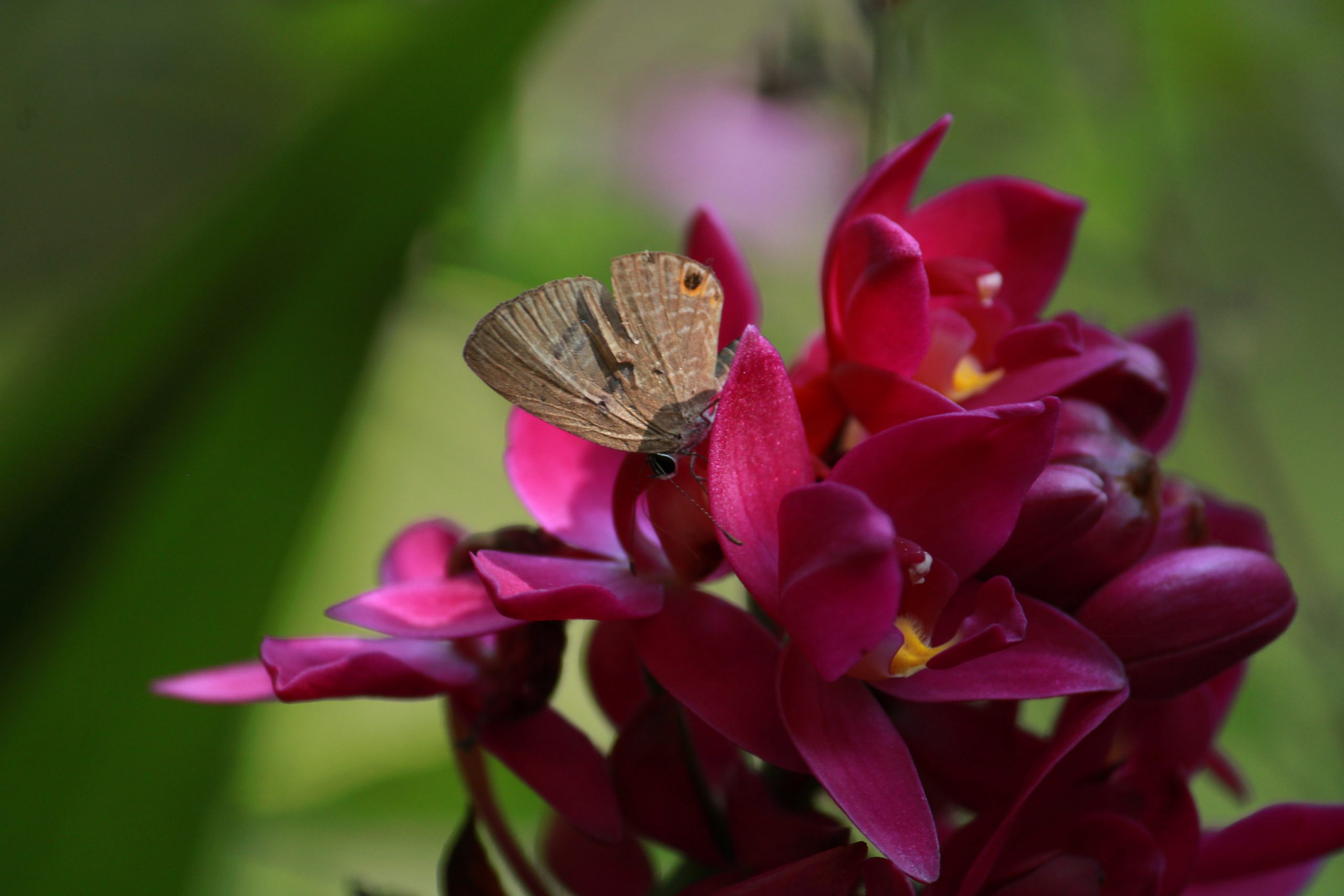 A butterfly on a flower