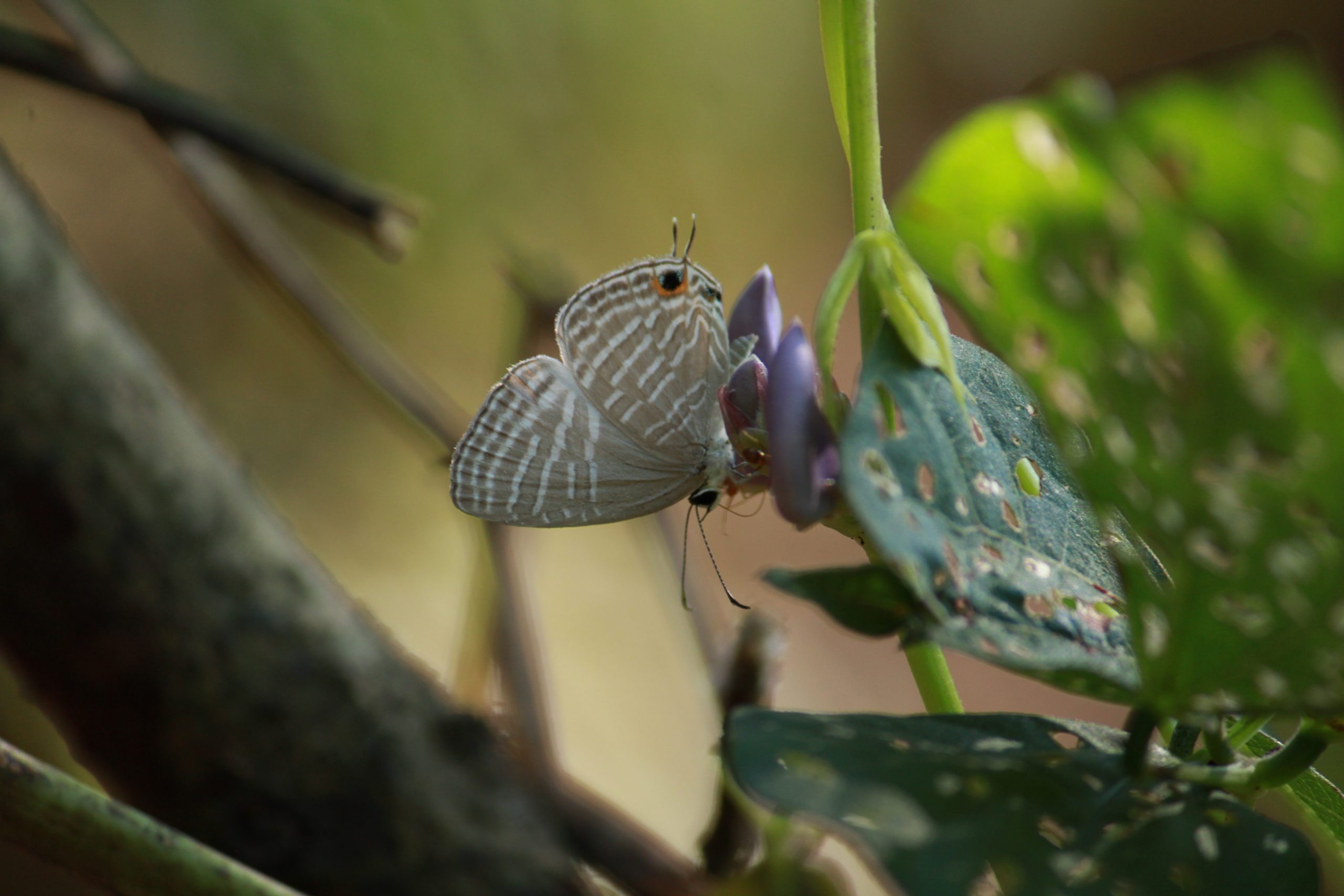 butterfly on flower