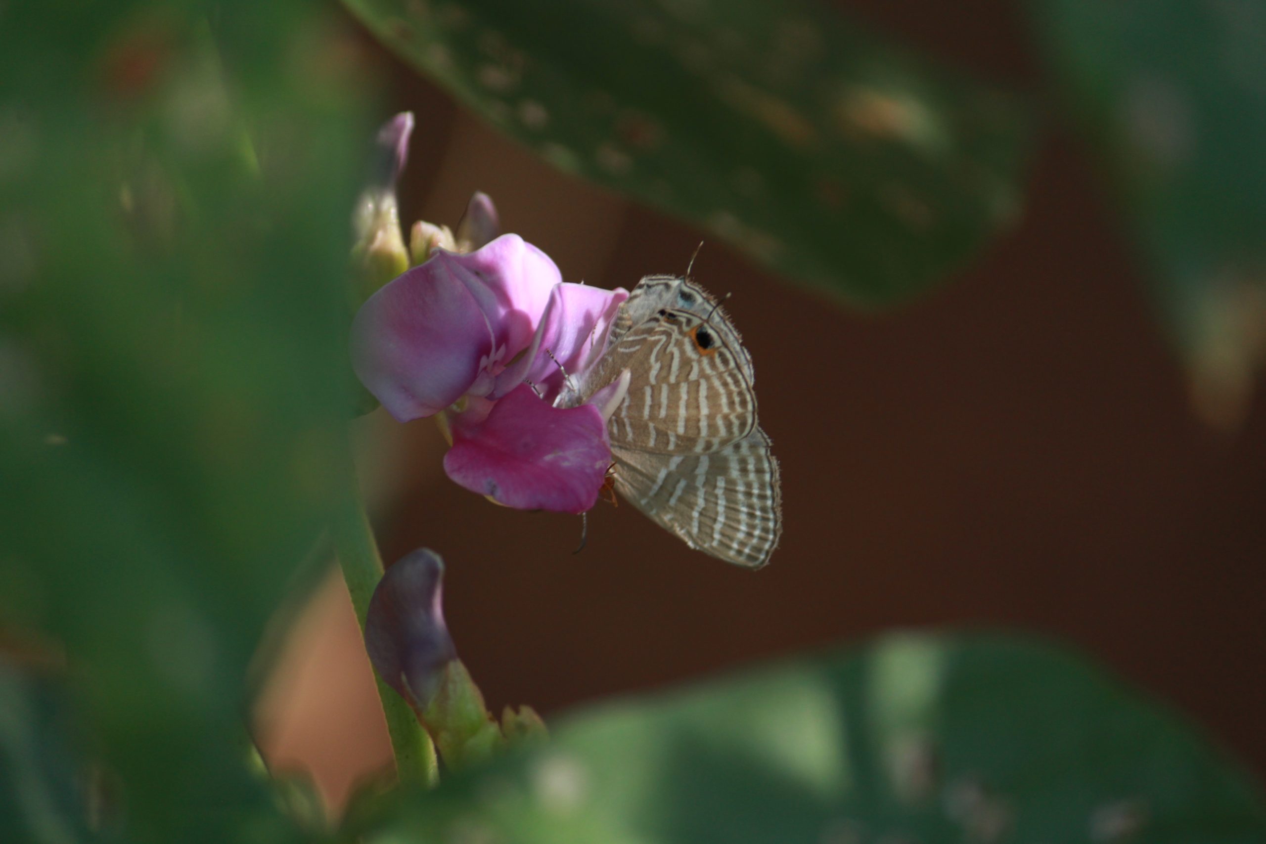 Butterfly on flower