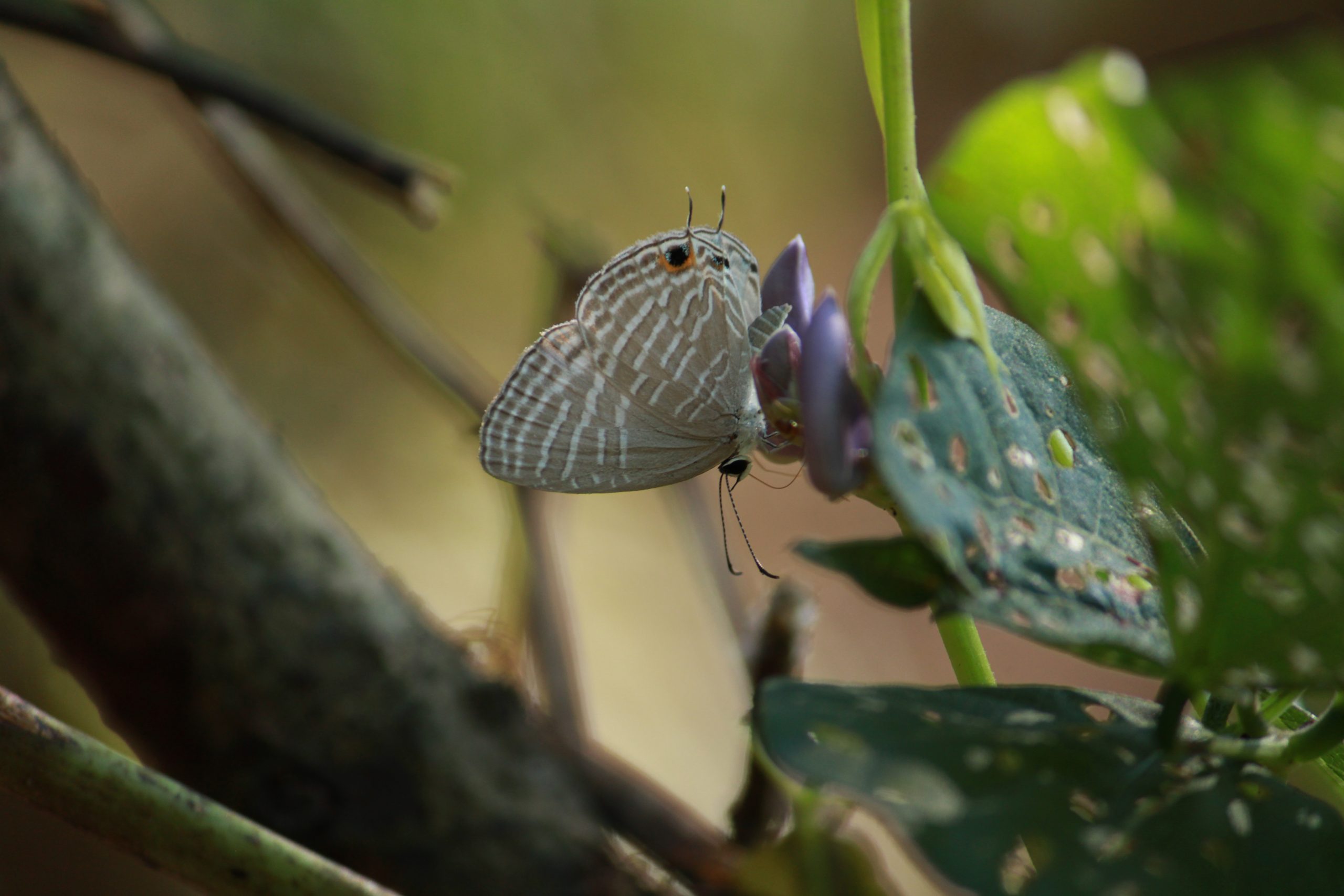 butterfly on a flower