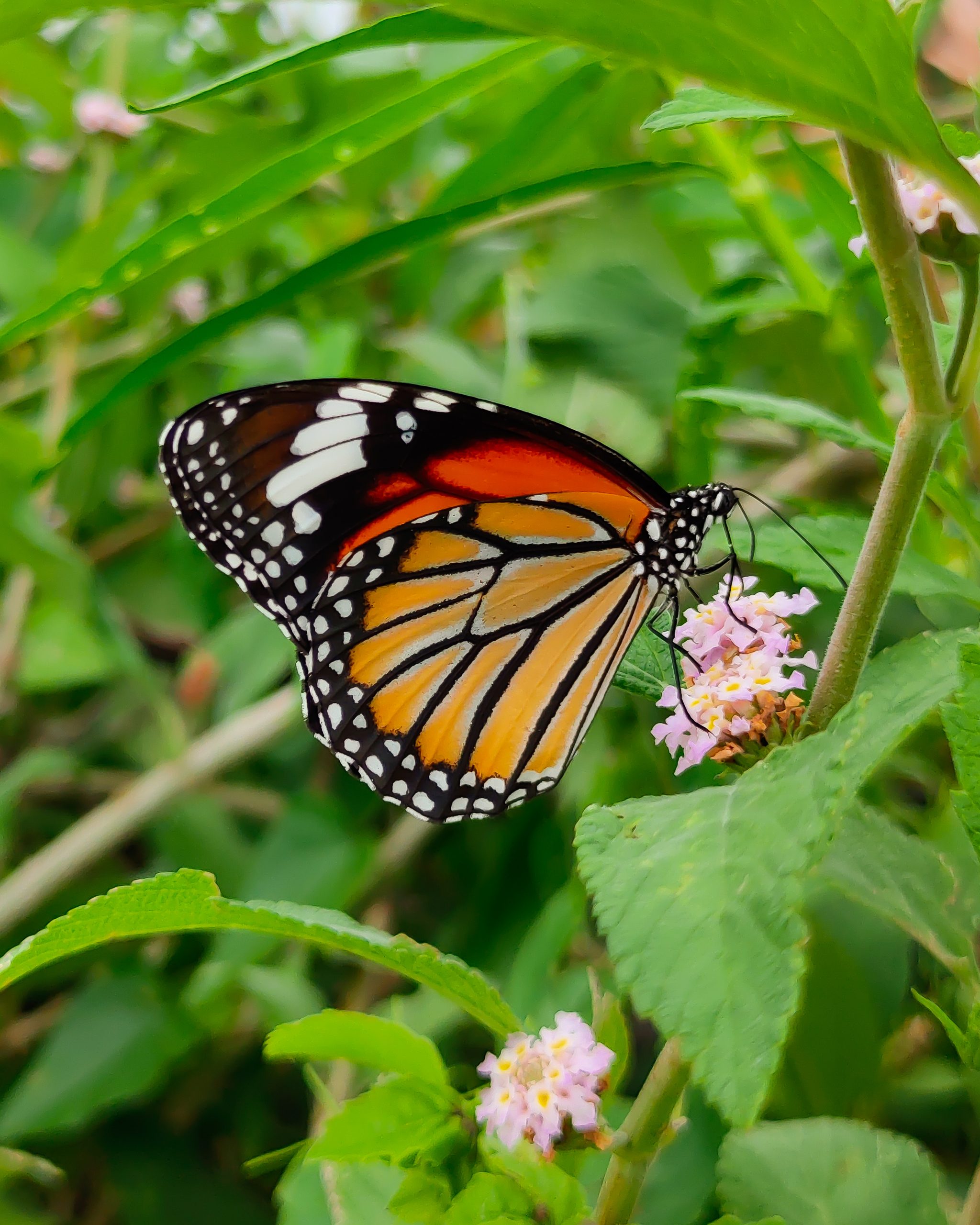 butterfly on a flower