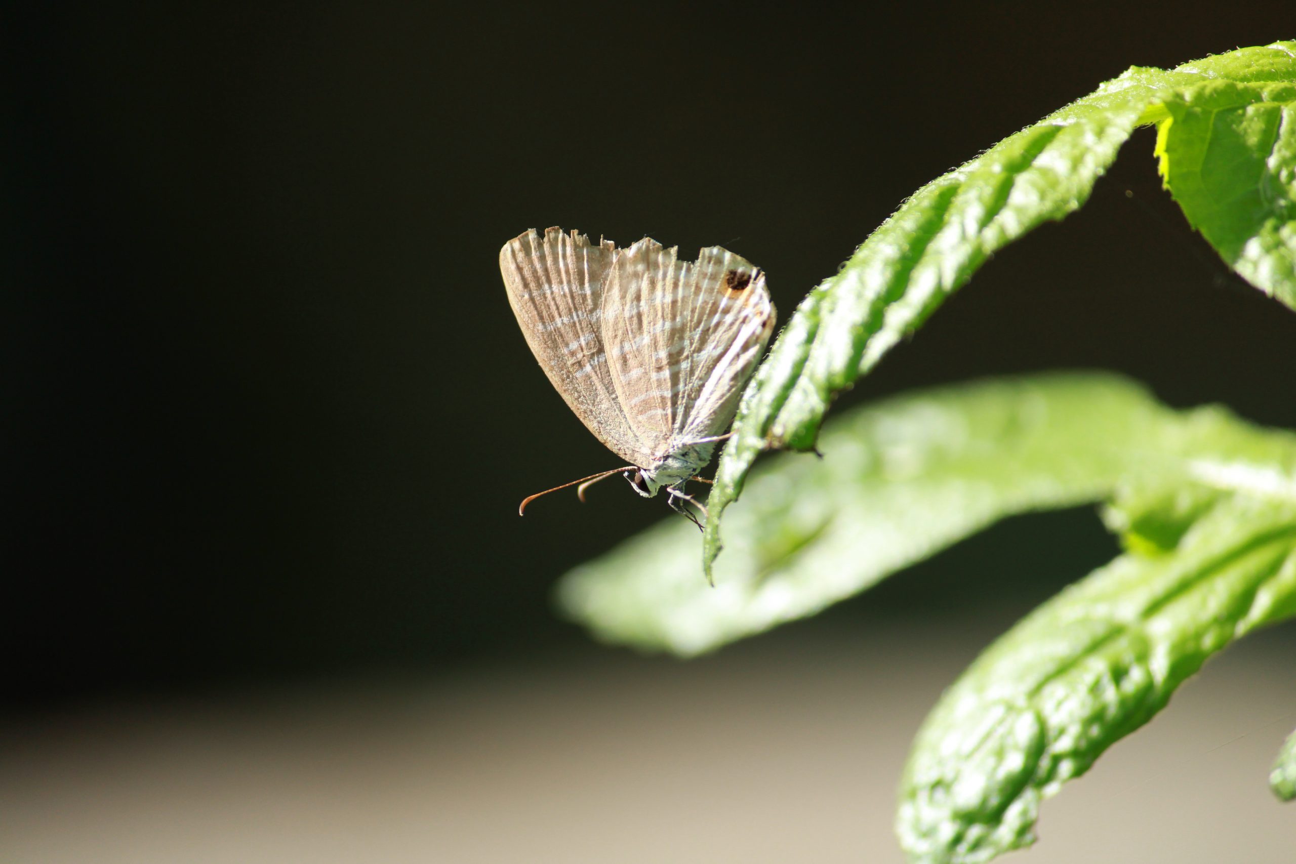 butterfly on leaf