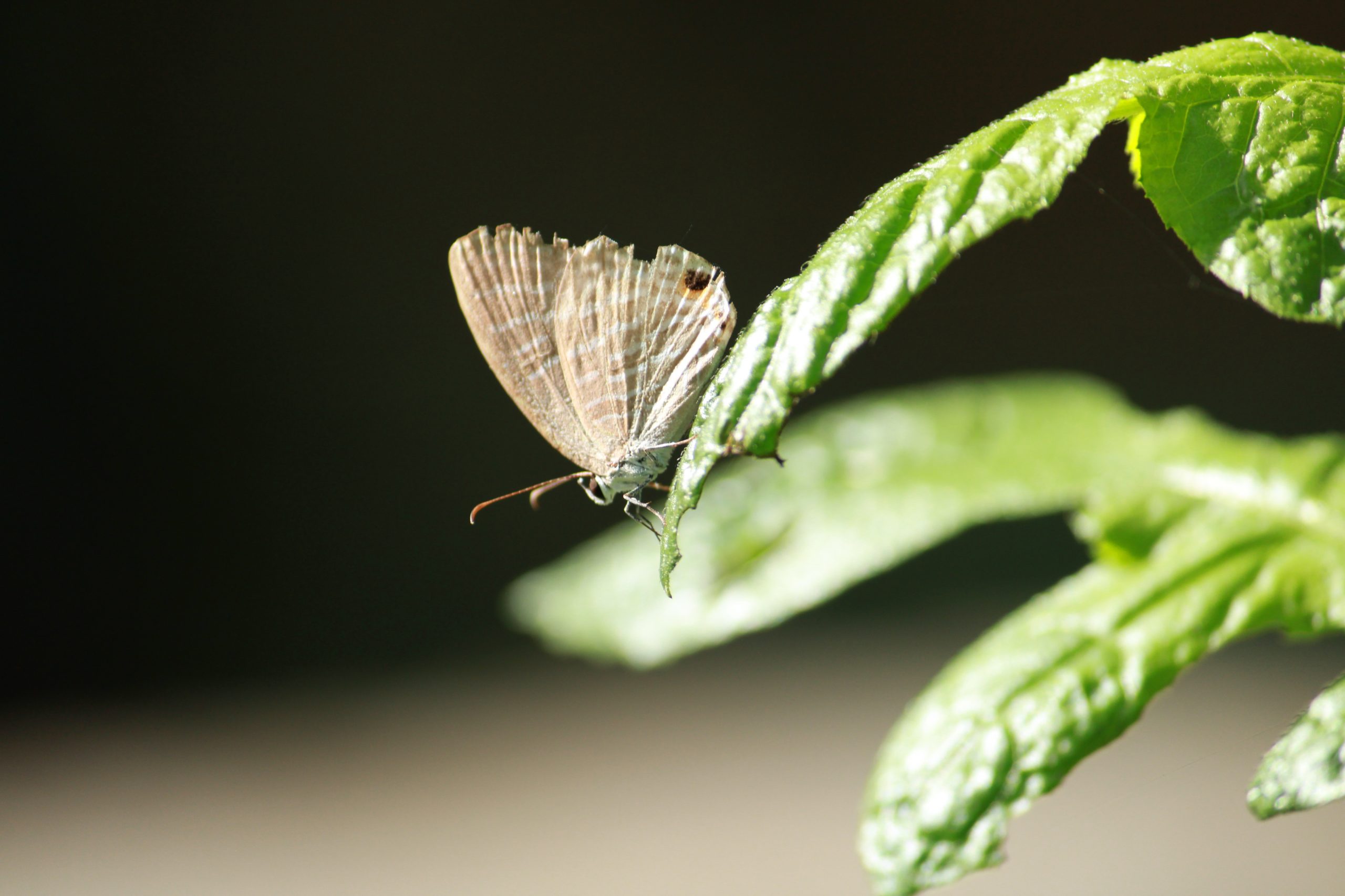 Butterfly on leaf