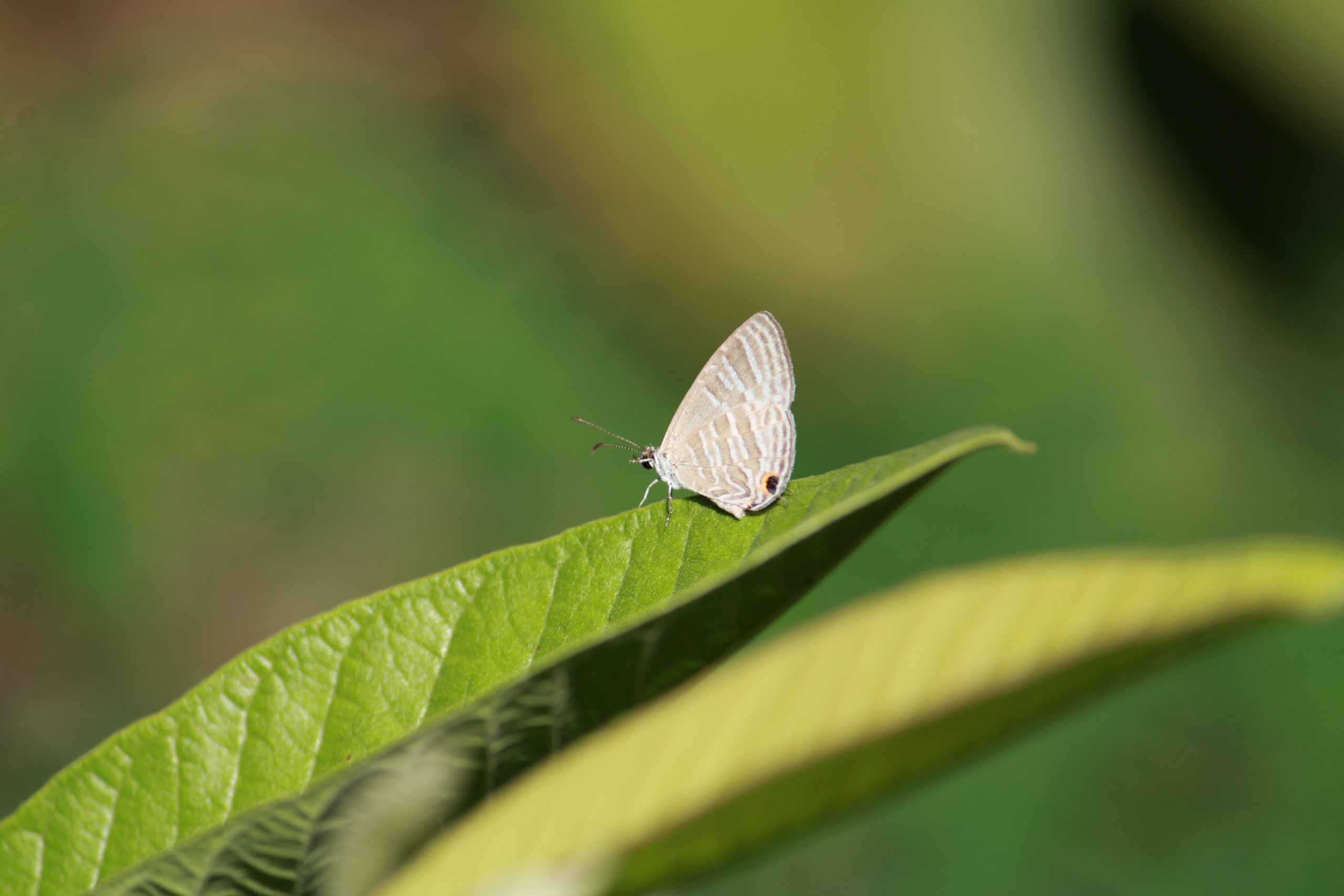 butterfly on a leaf