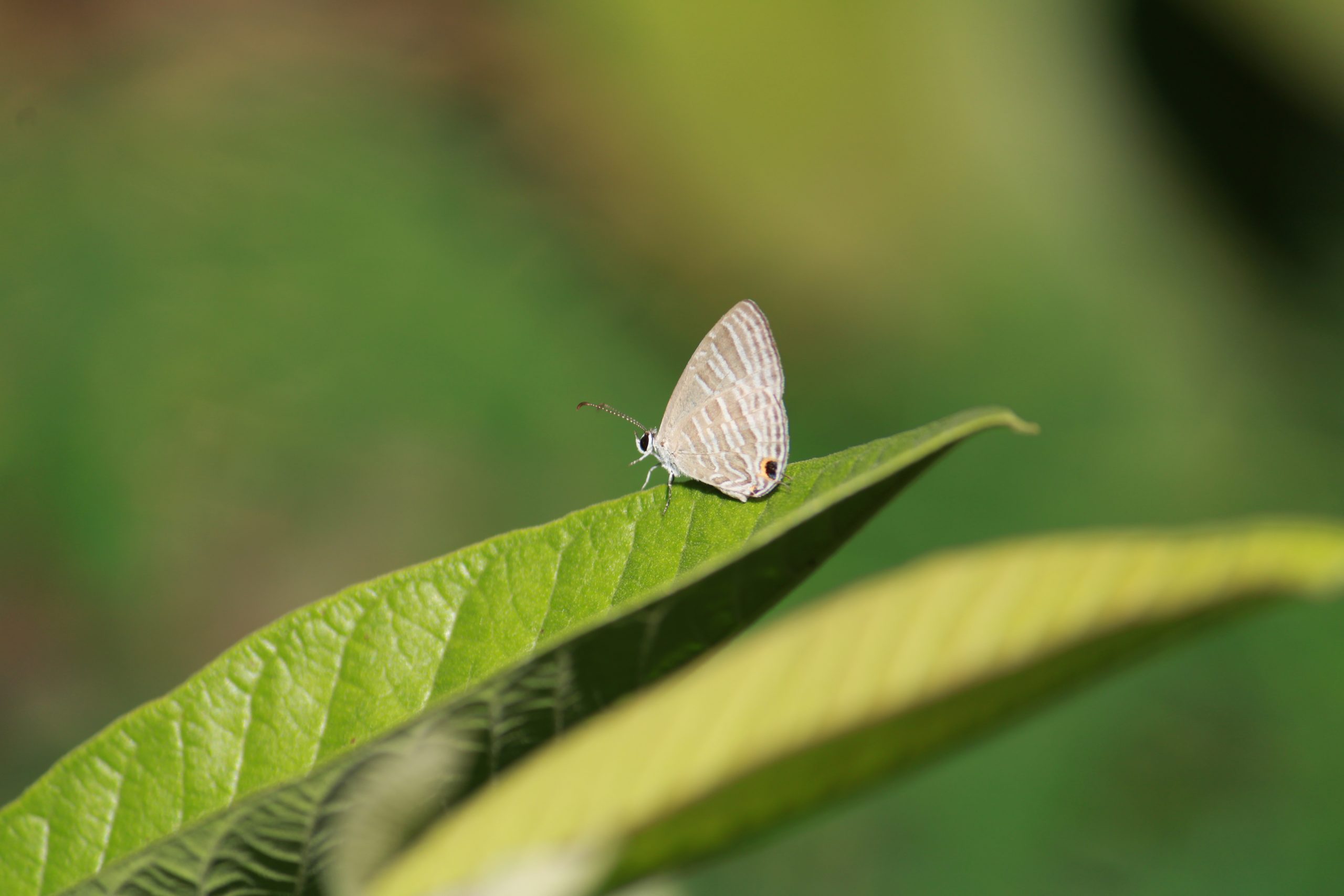 butterfly on leaf