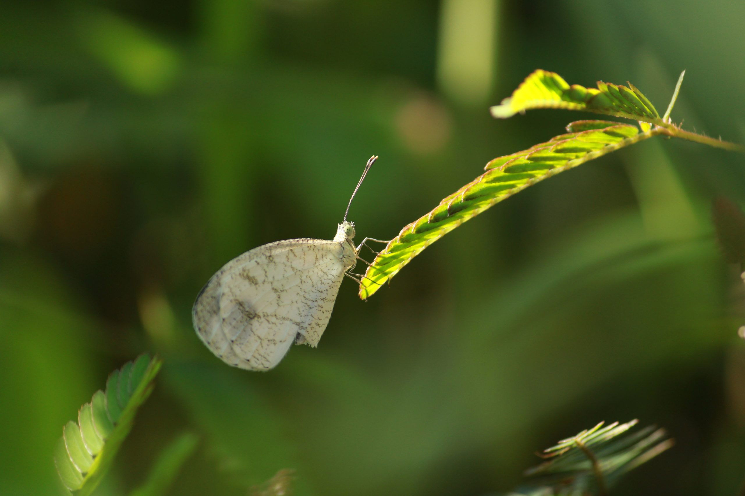 butterfly on a leaf