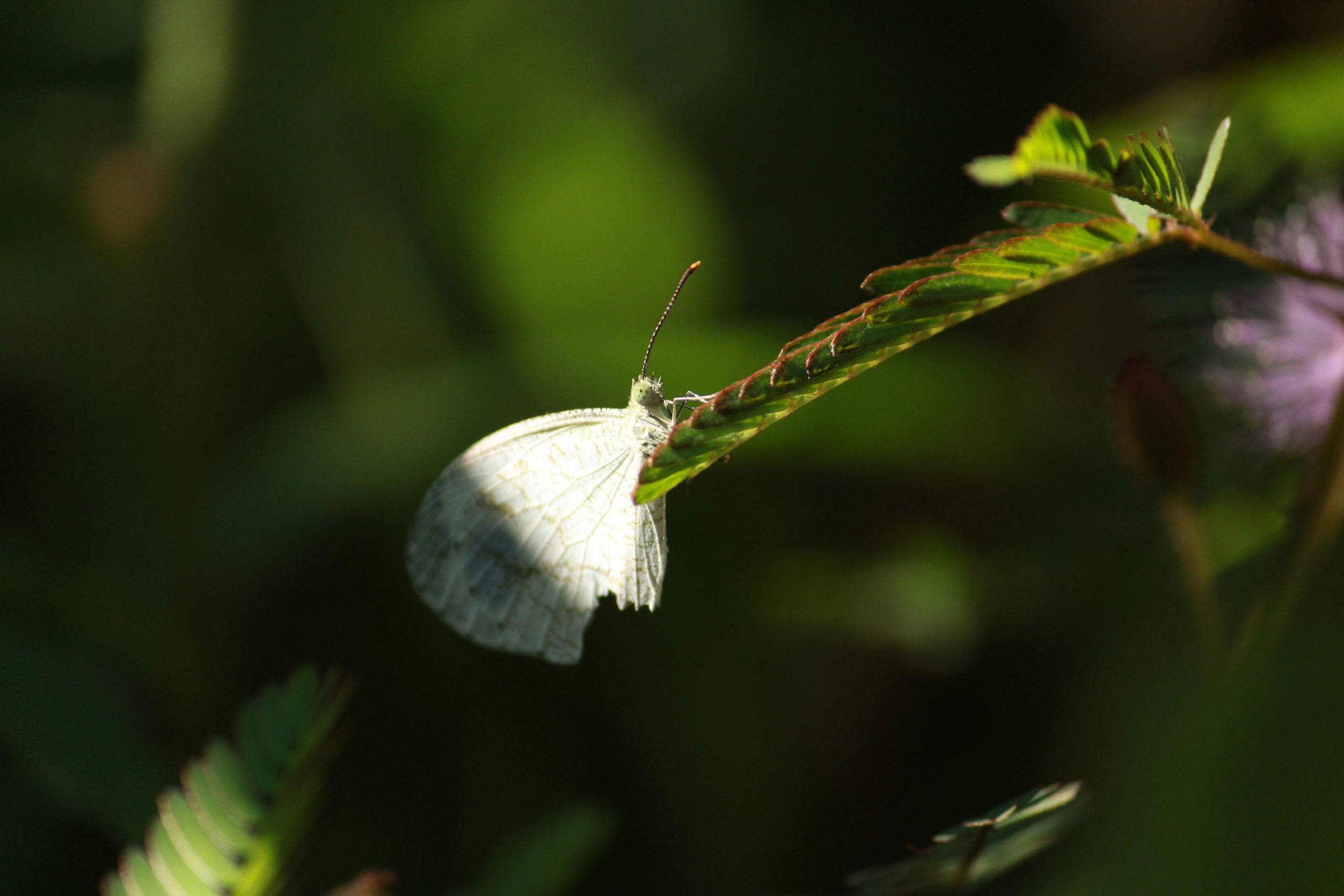 butterfly on a leaf