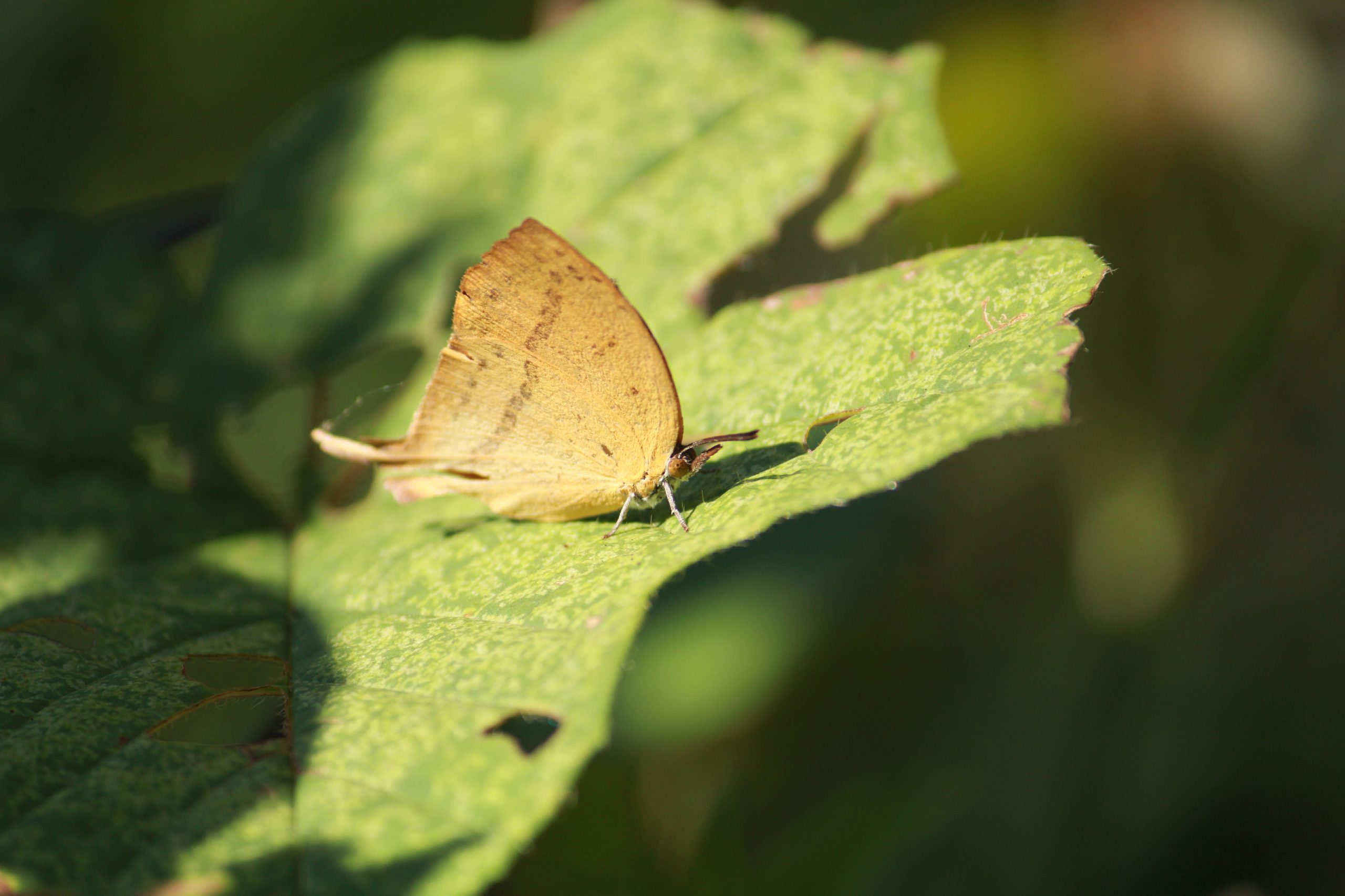 butterfly on leaf