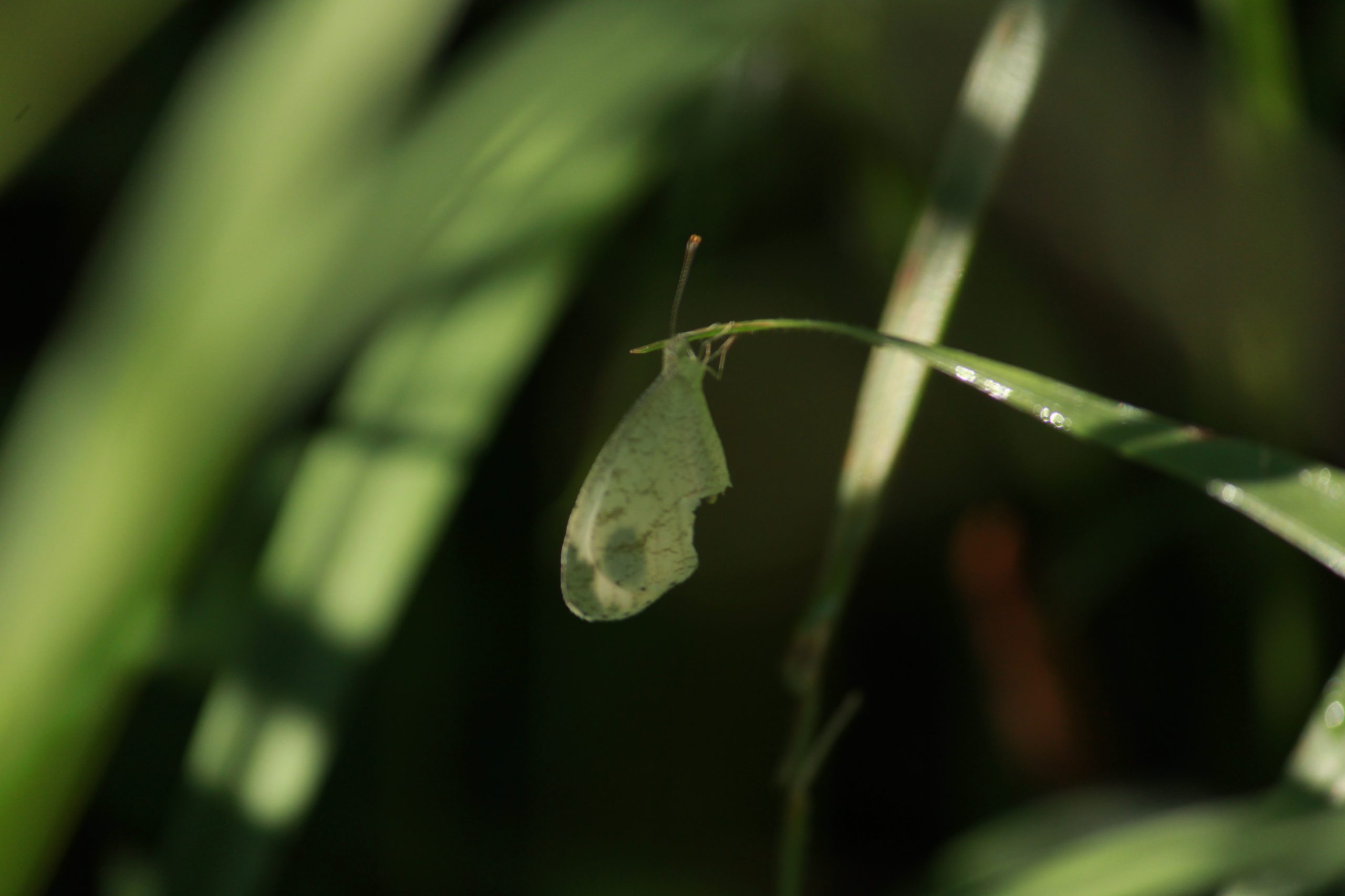 butterfly on leaf