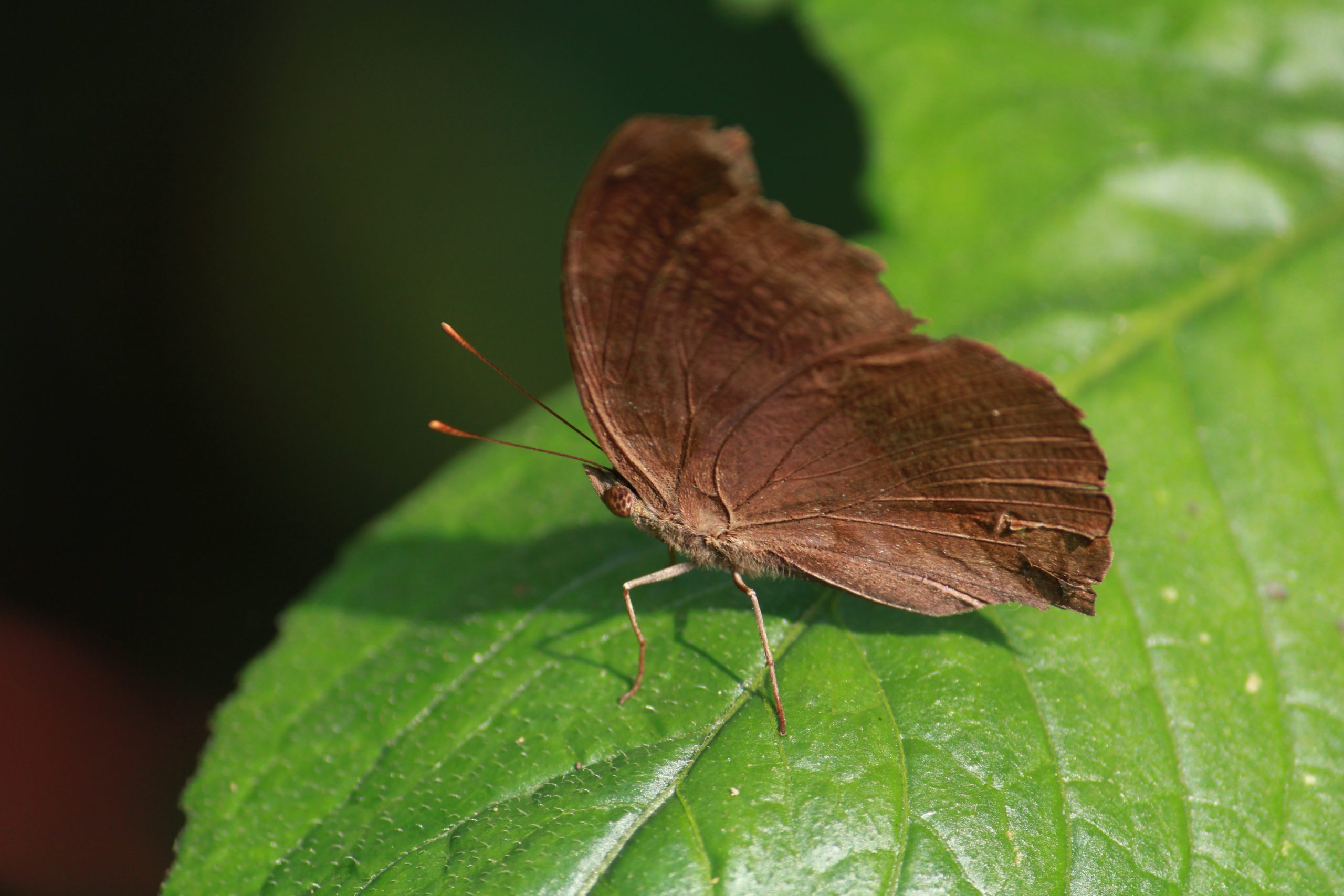 Butterfly on leaf