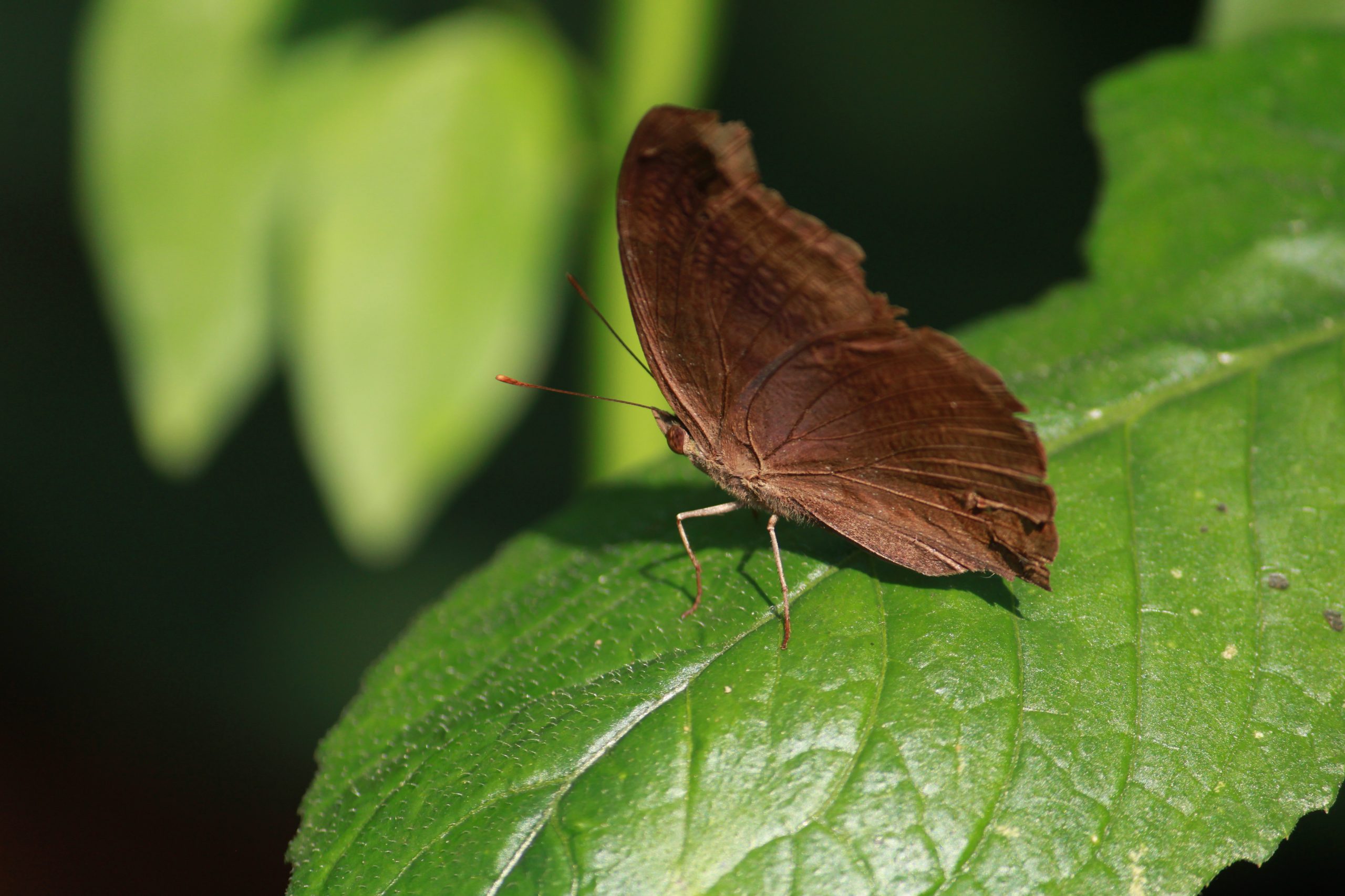 A butterfly on a leaf