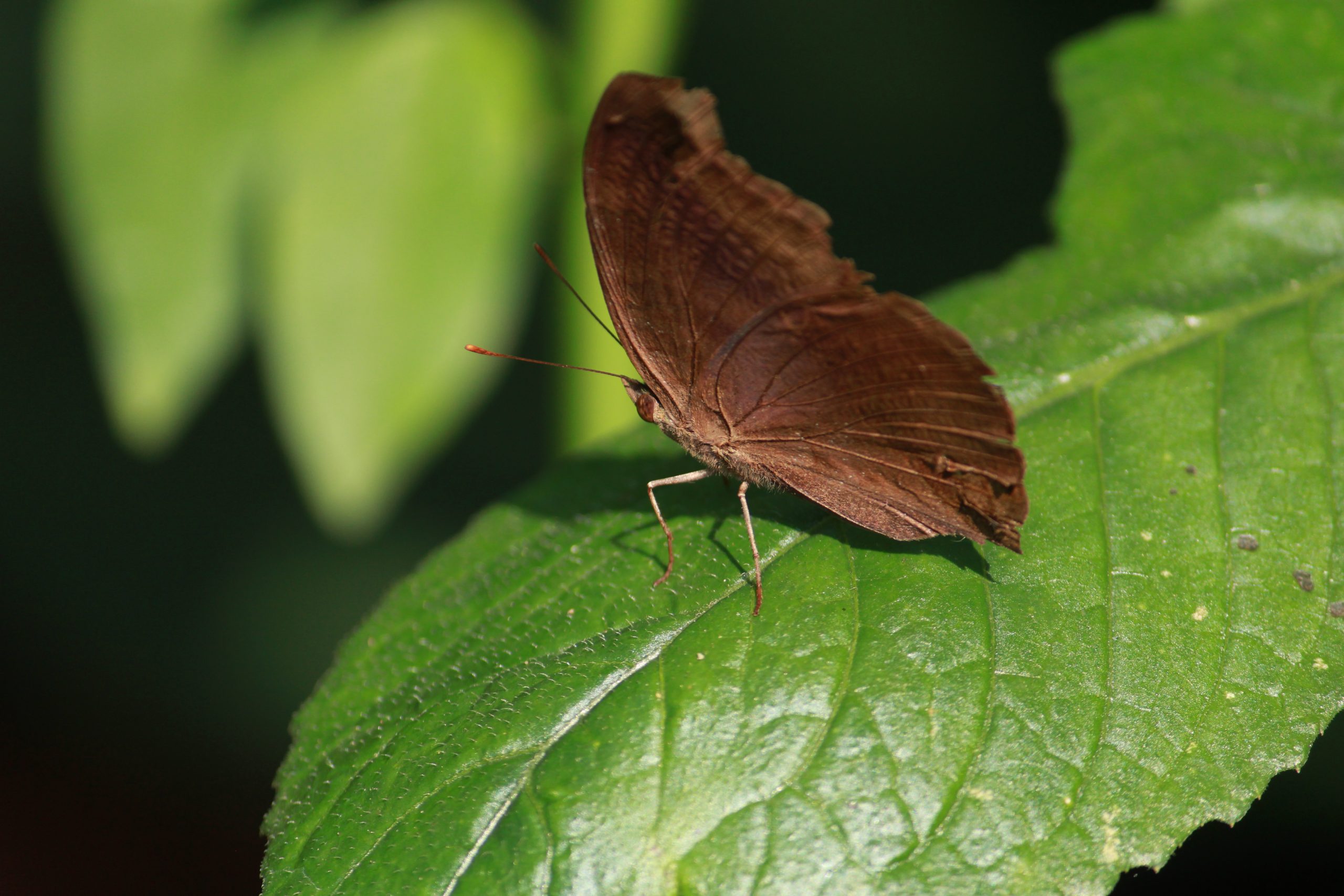 Butterfly on leaf