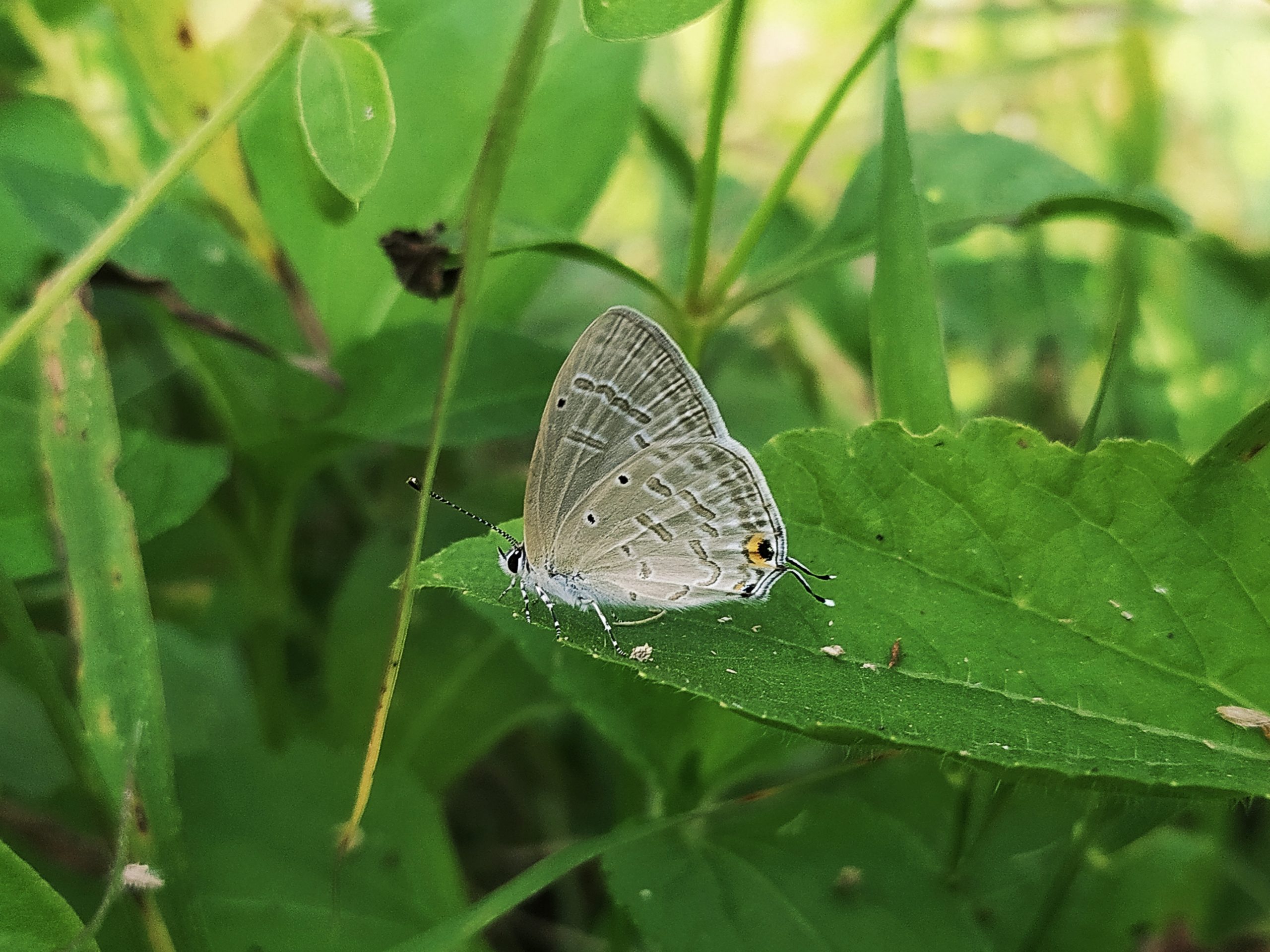 A butterfly on a leaf