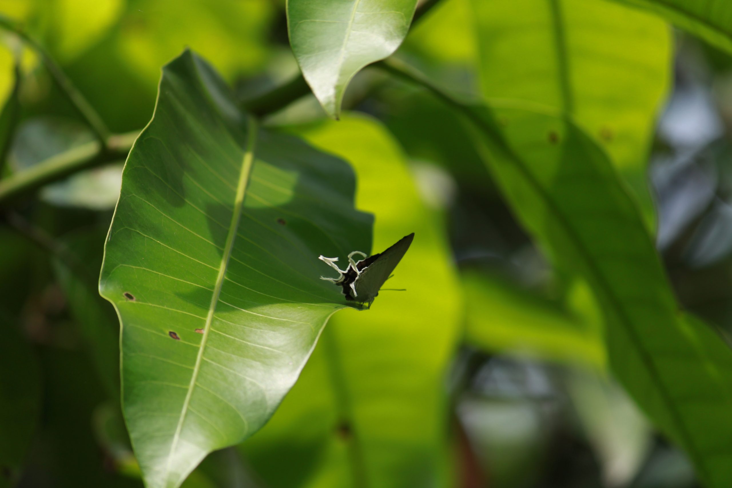 butterfly on a leaf