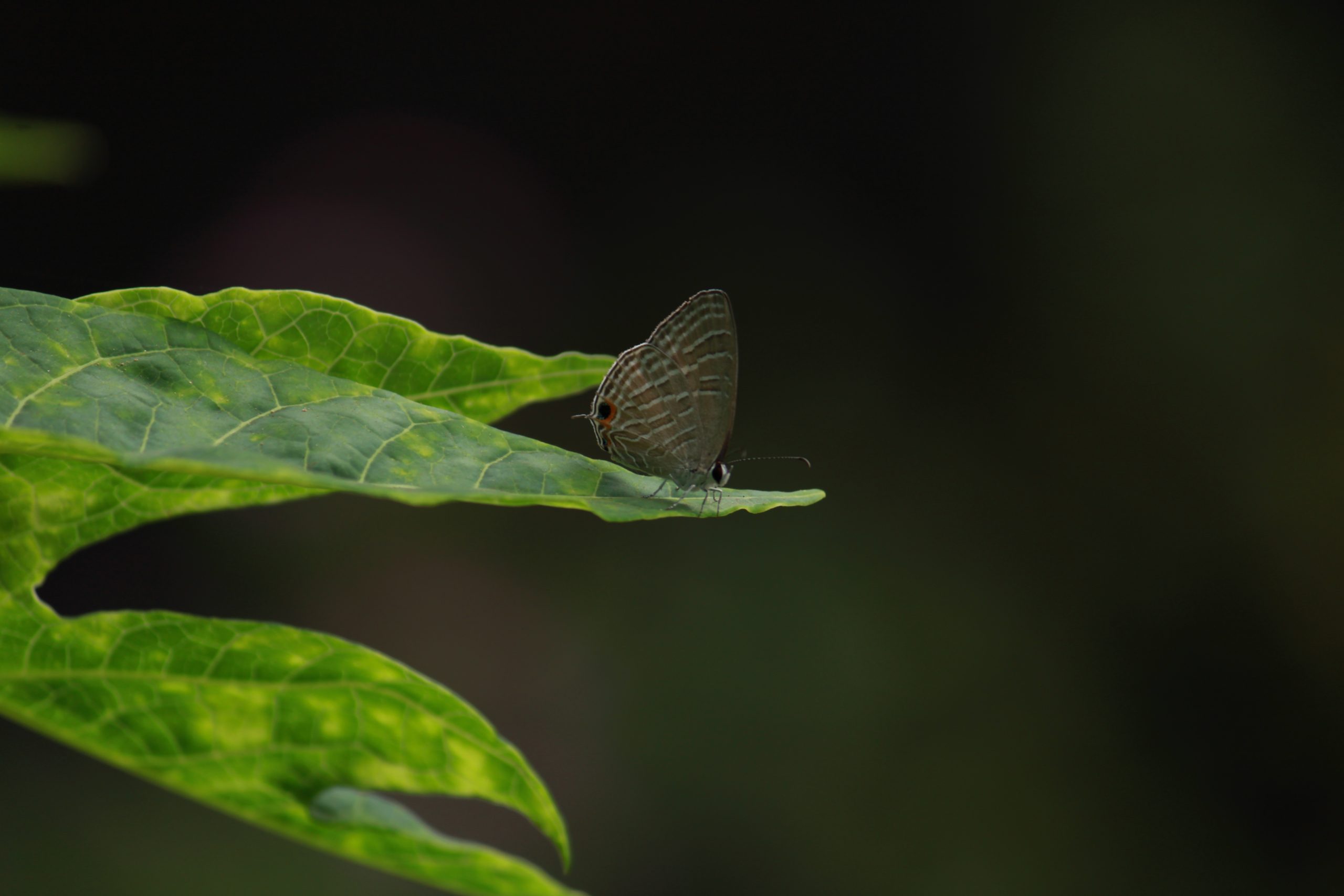 Butterfly on leaf