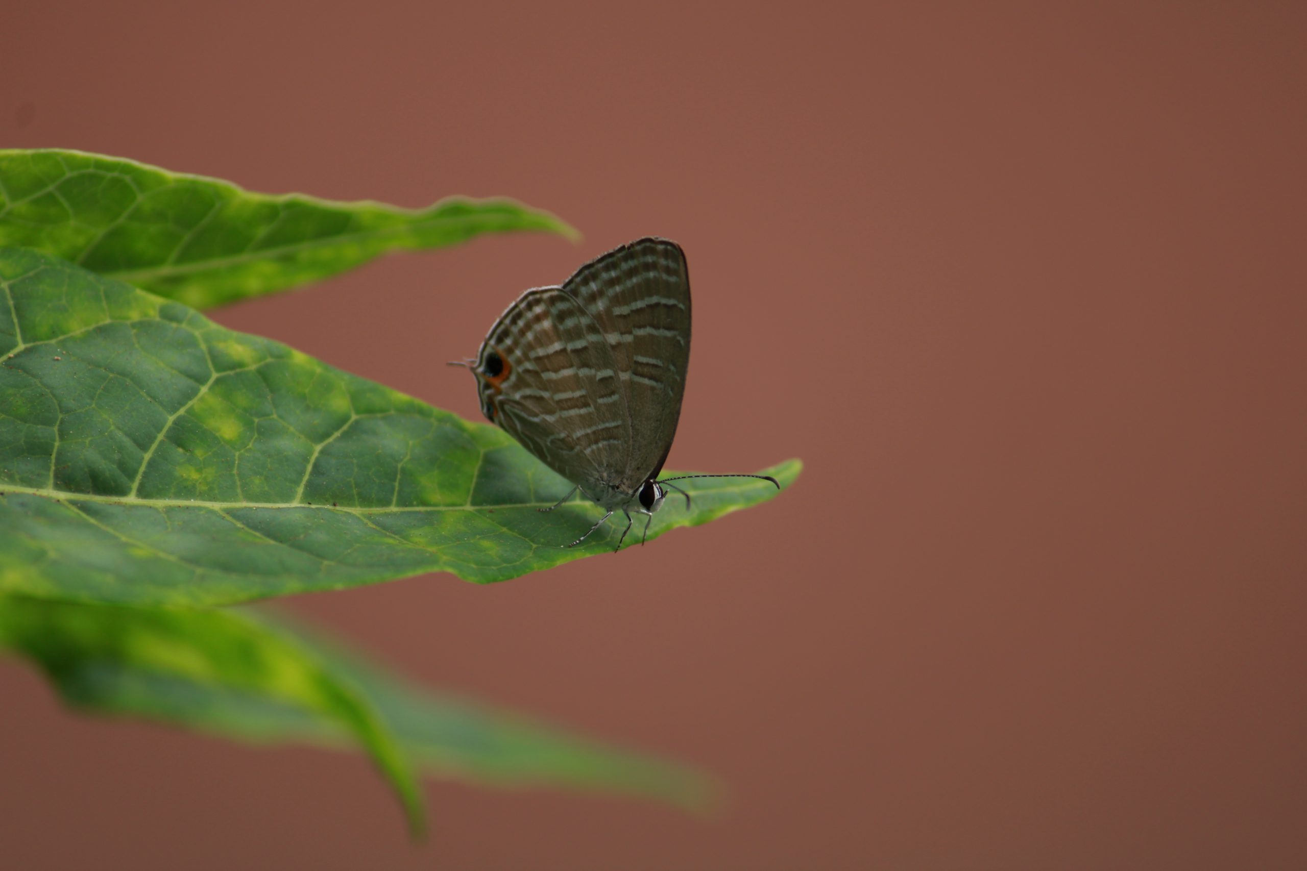 Butterfly on leaf