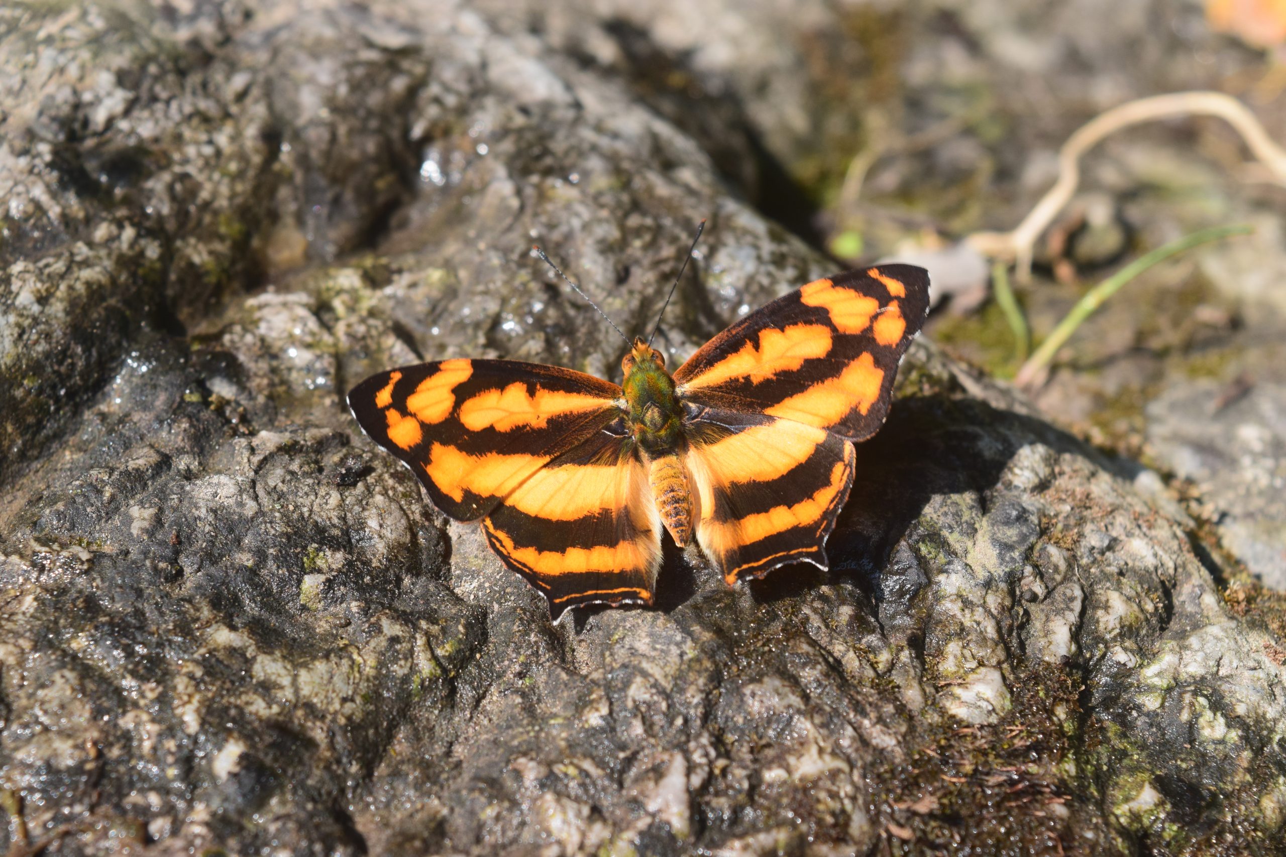 A butterfly on a rock