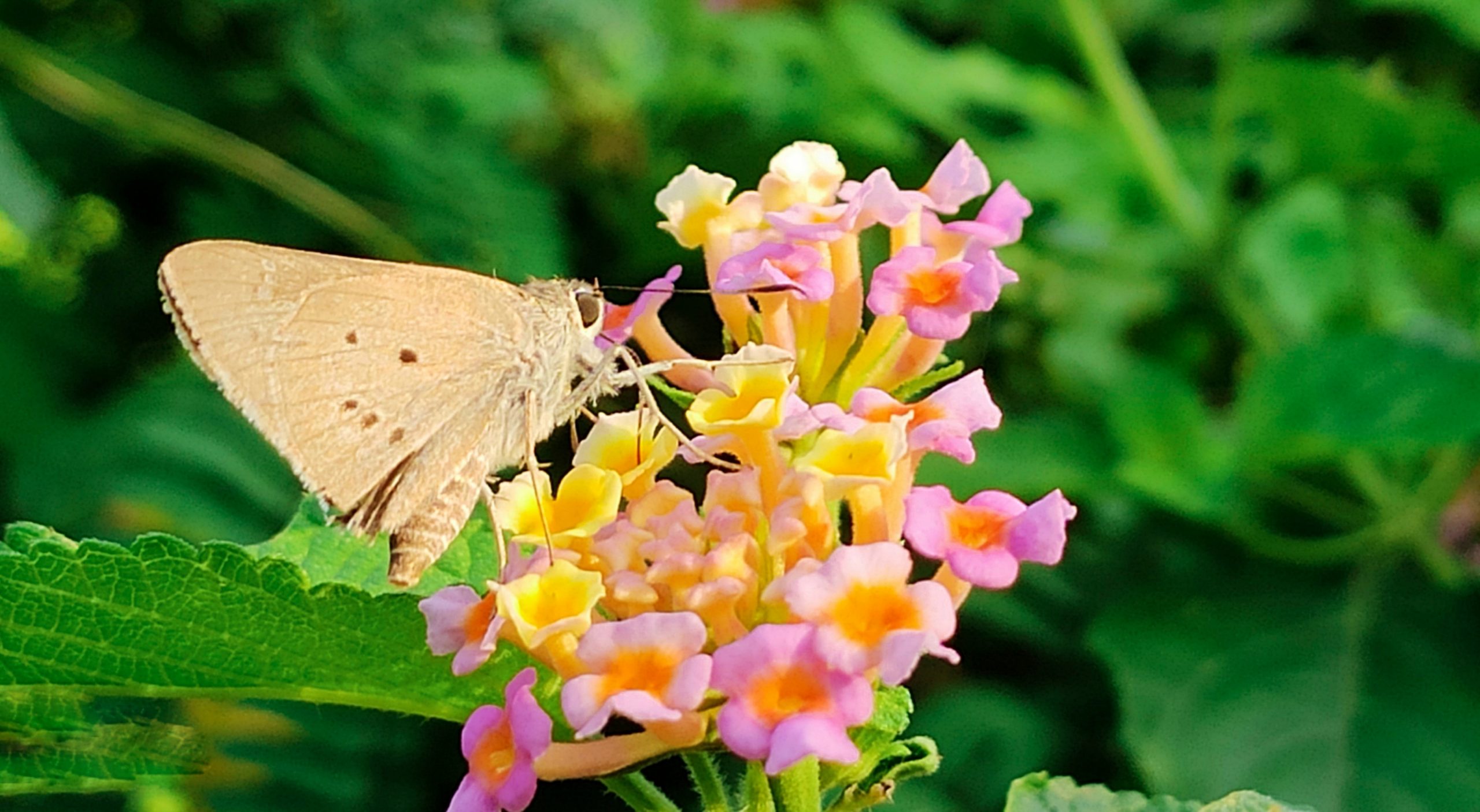 A butterfly on flowers