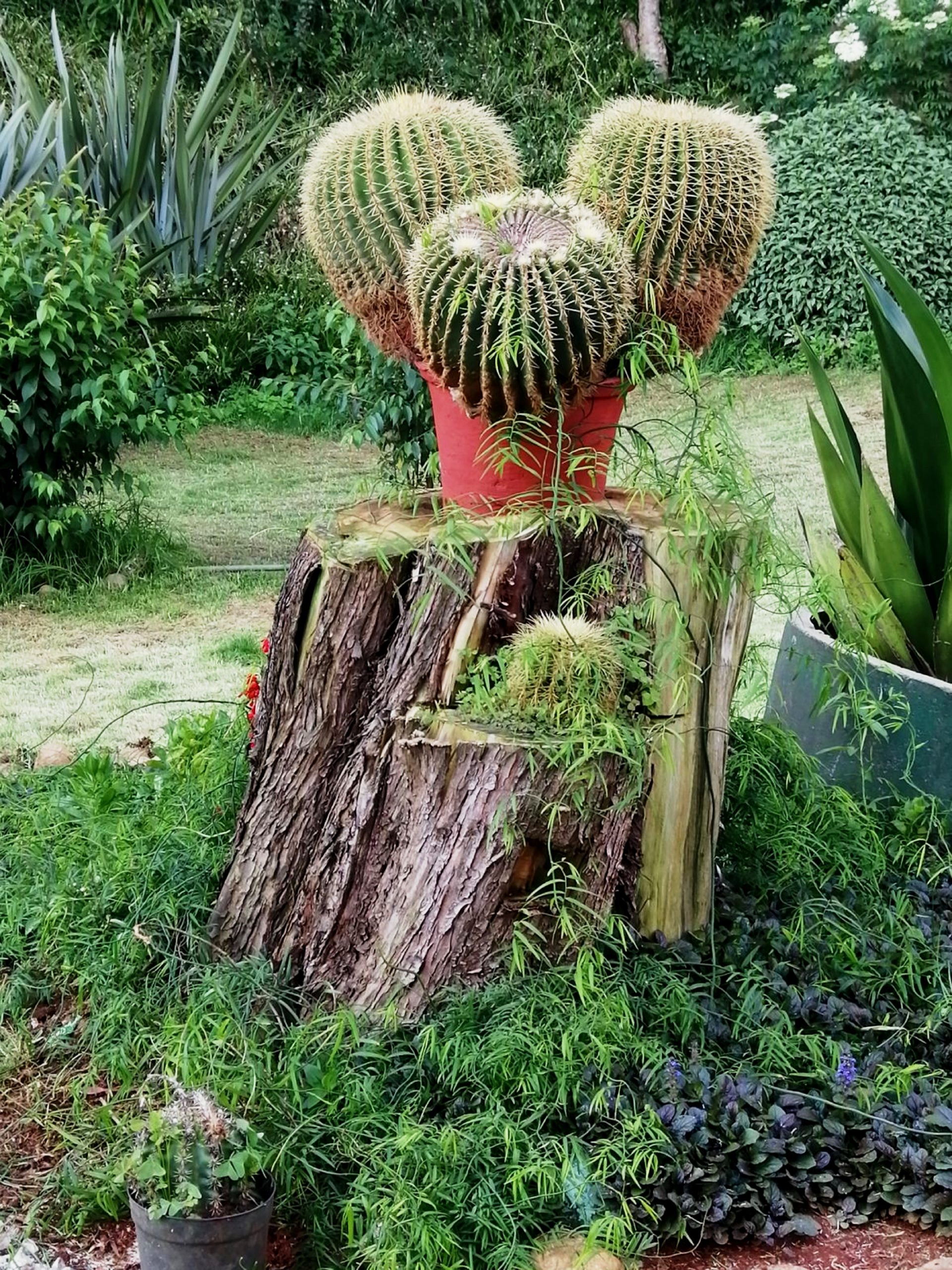 A cactus plant pot on tree stump