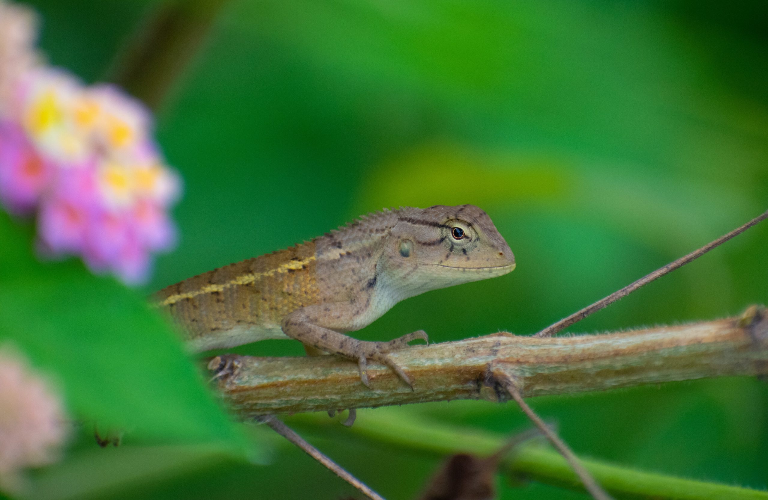 A chameleon on a branch