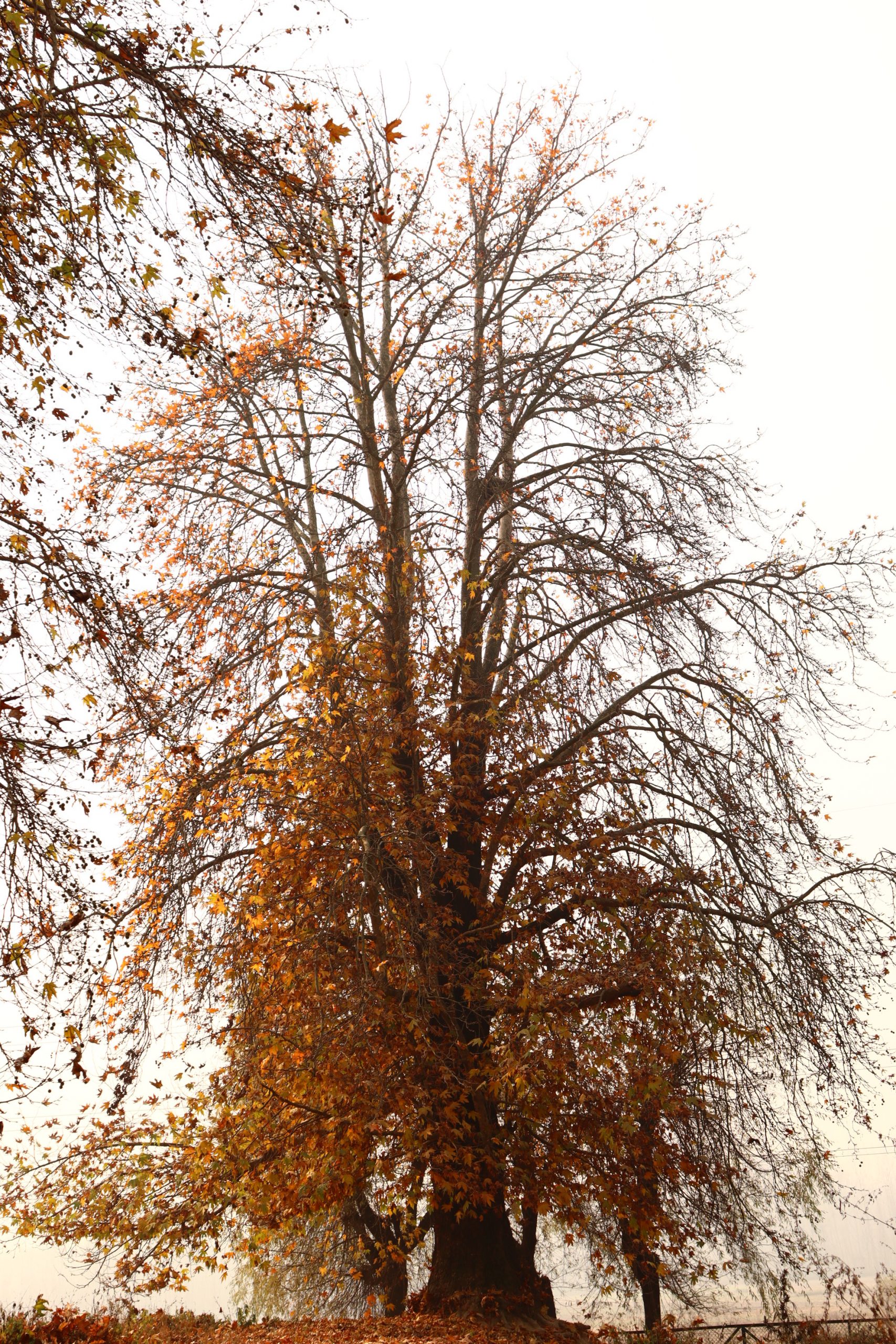 A chinar tree during autumn season