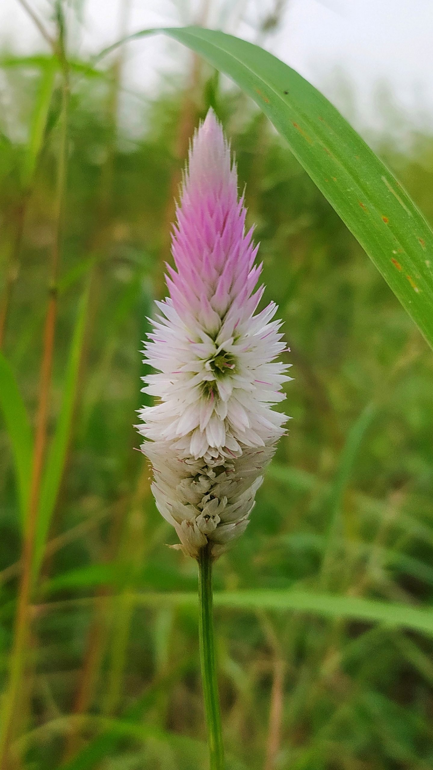 A wool flower