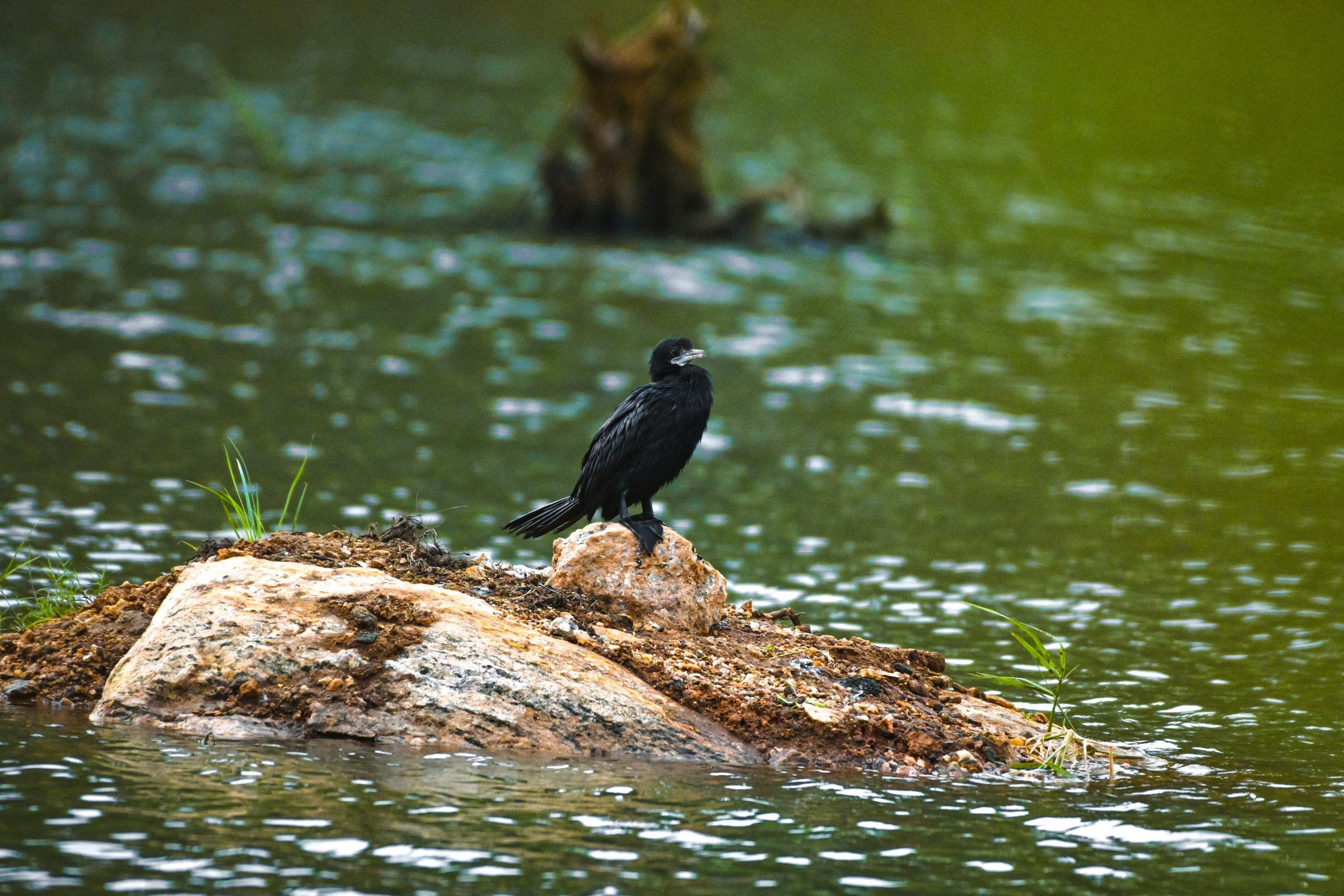 A cormorant on a water rock
