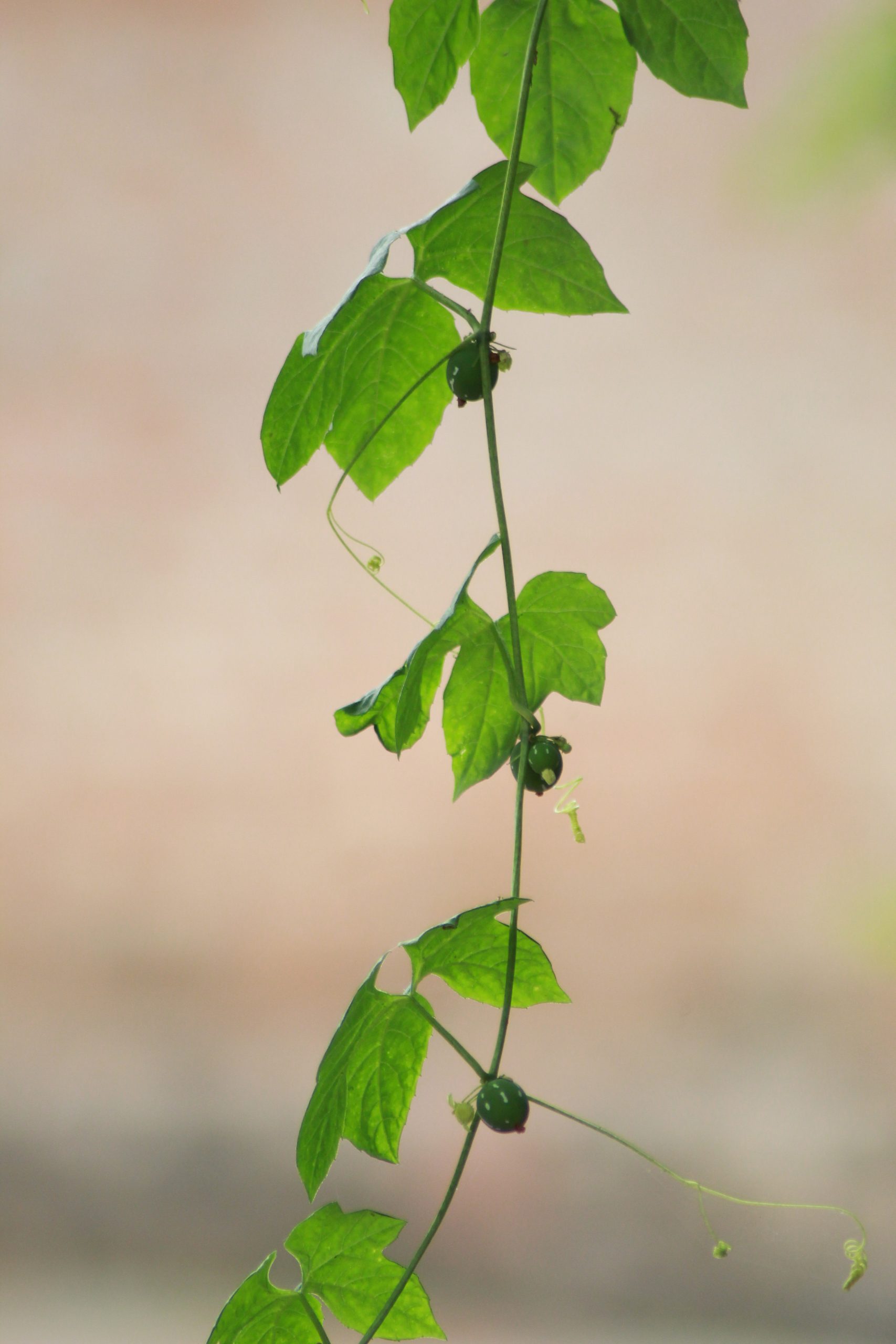 A creeper plant