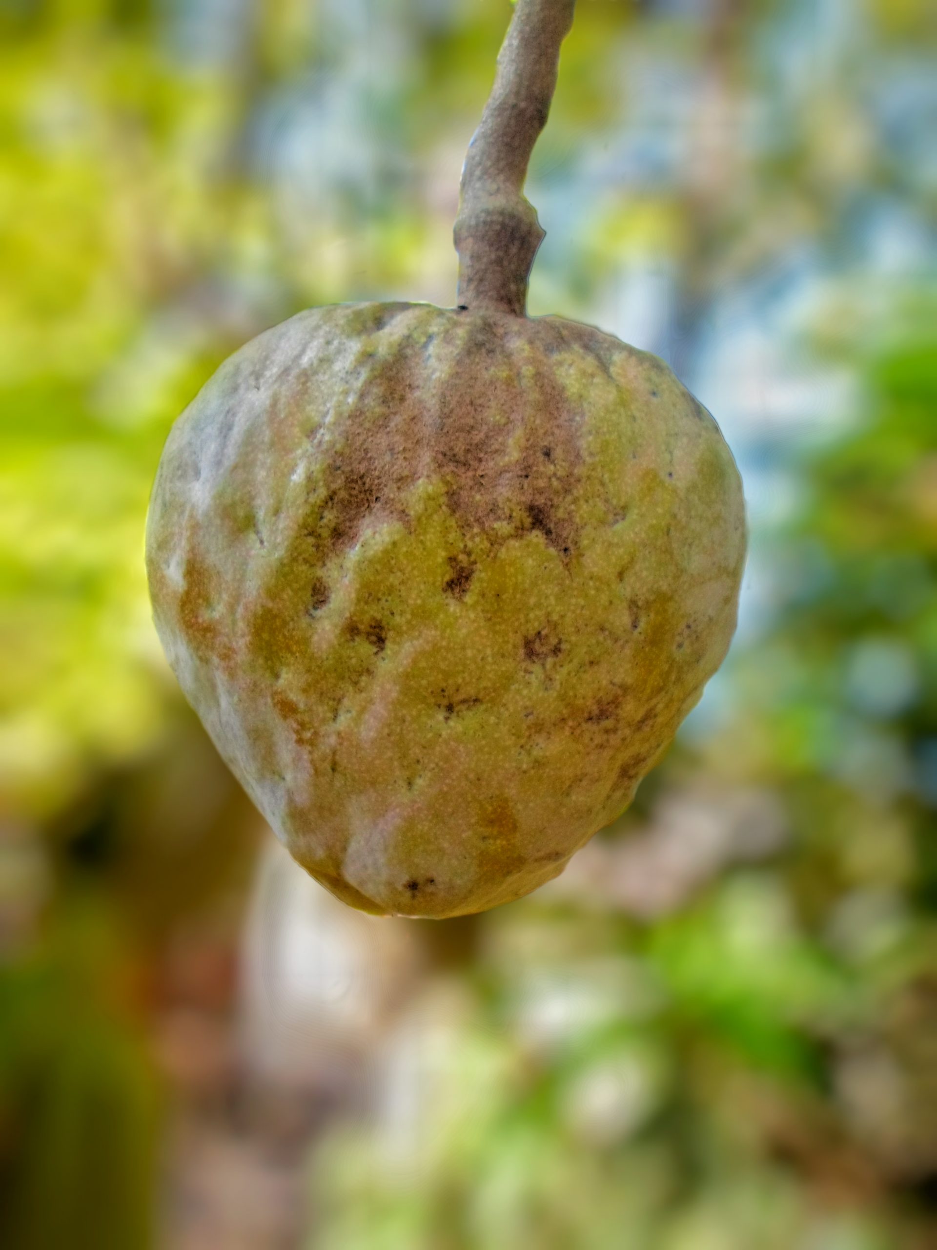 A custard apple hanging