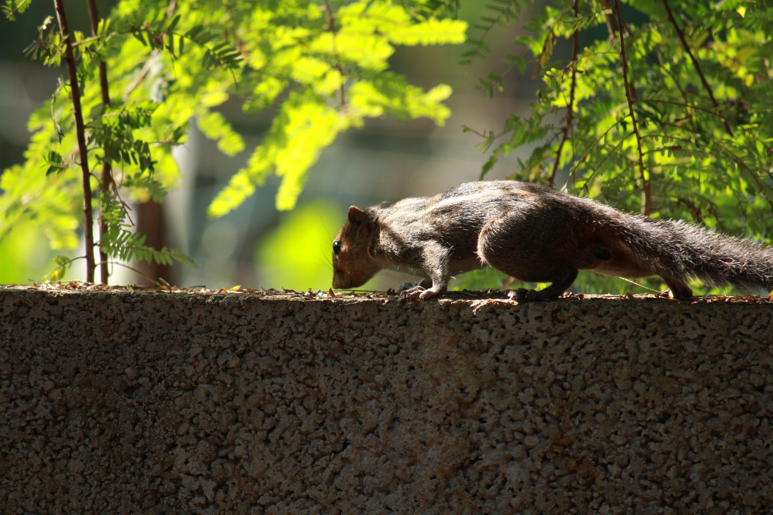squirrel on a wall
