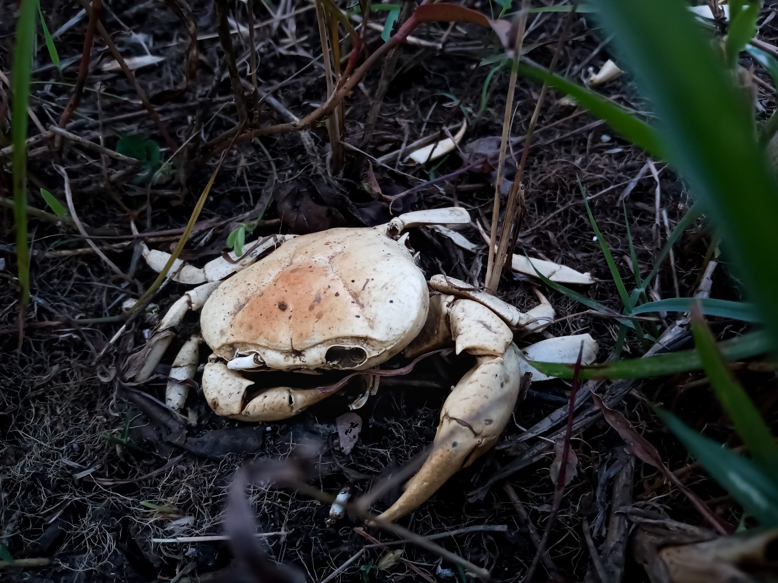 A dead crab