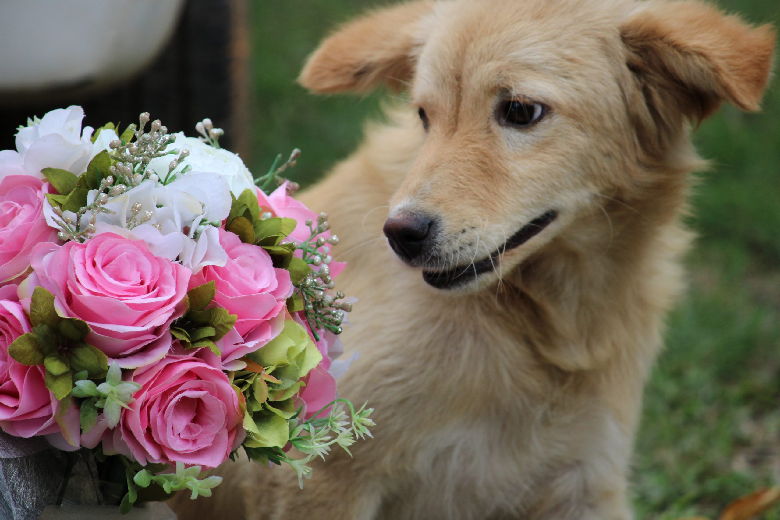 Dog watching flowers