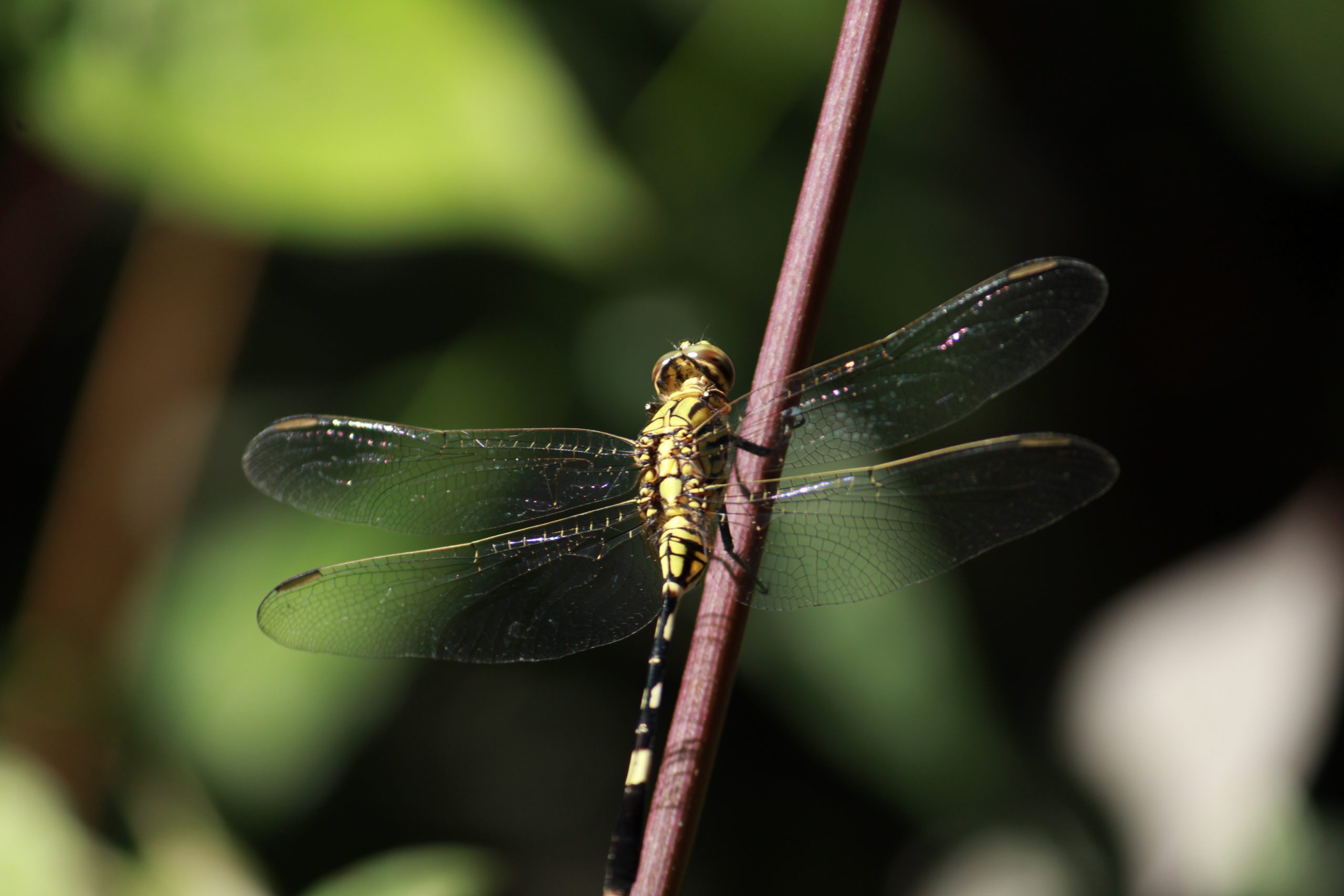 A dragon fly