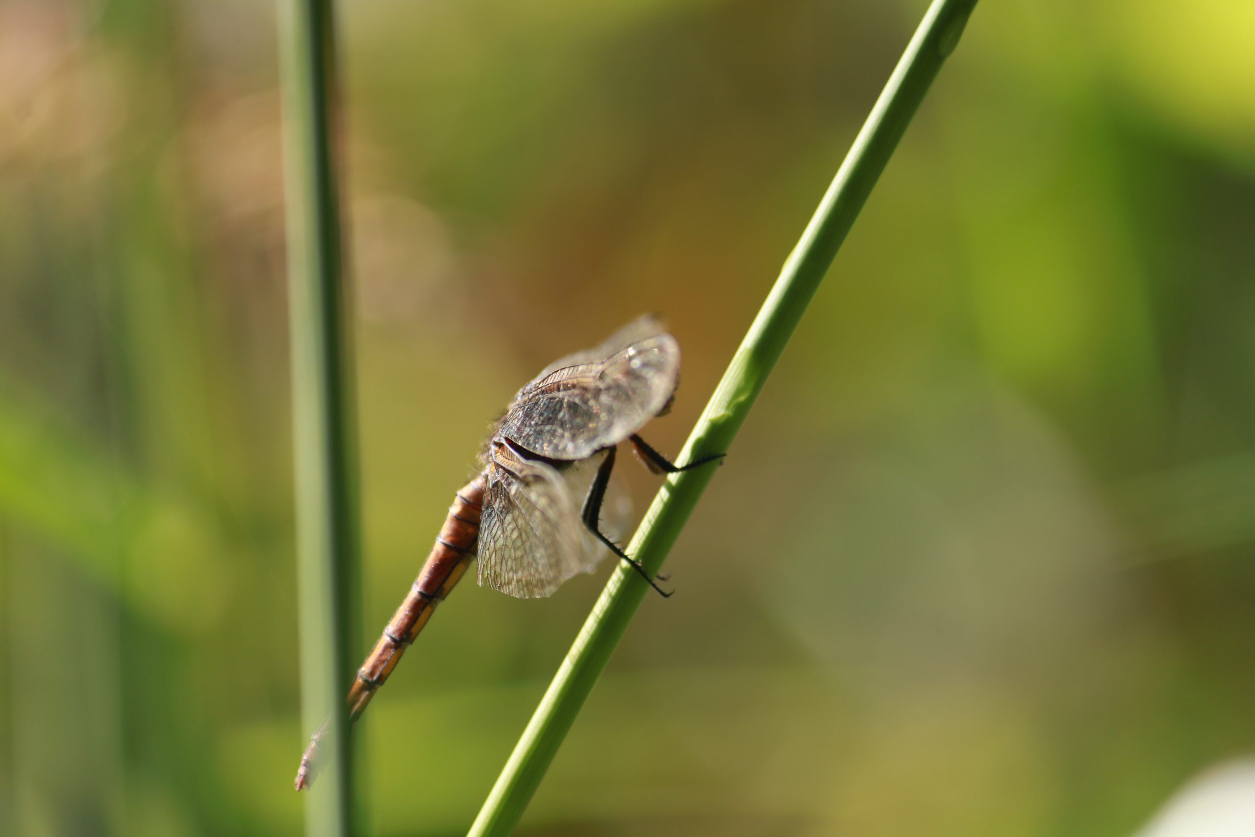 A dragonfly on a twig