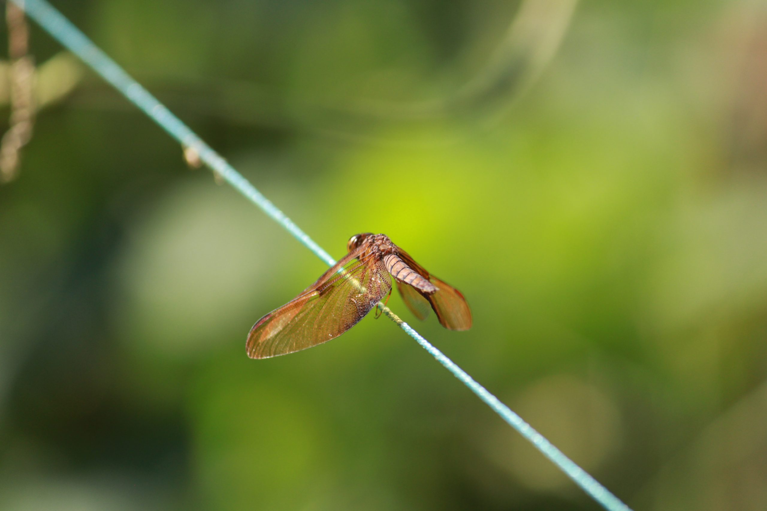 Dragonfly