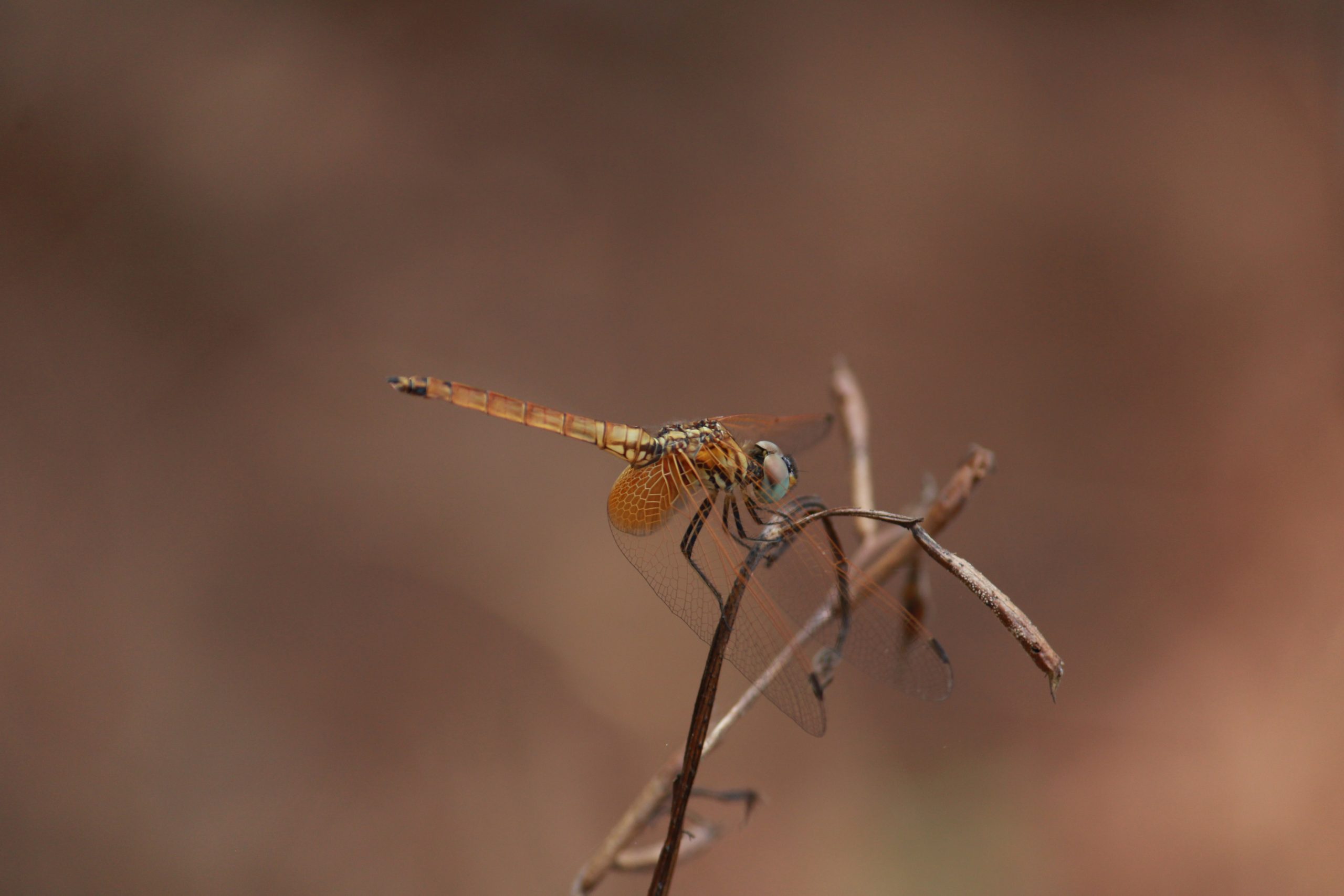 dragonfly on a twig