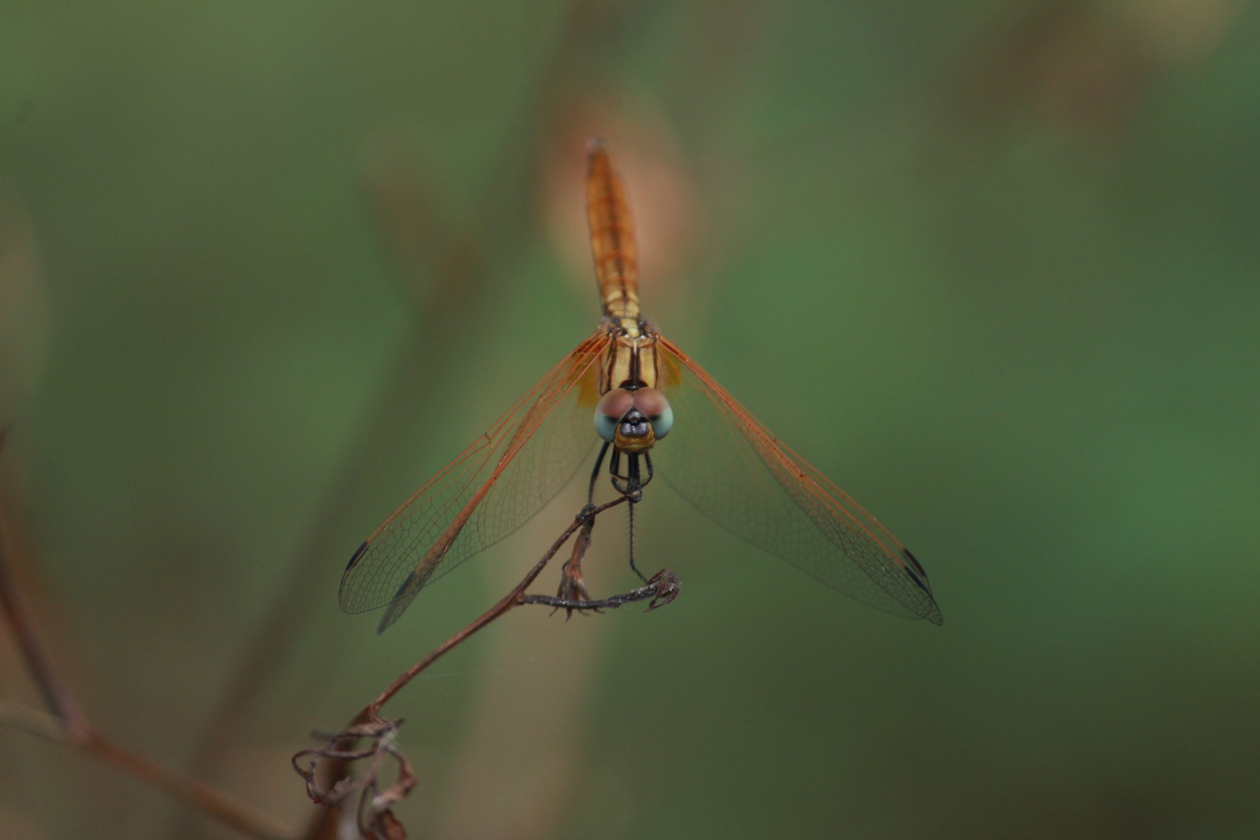 Dragonfly