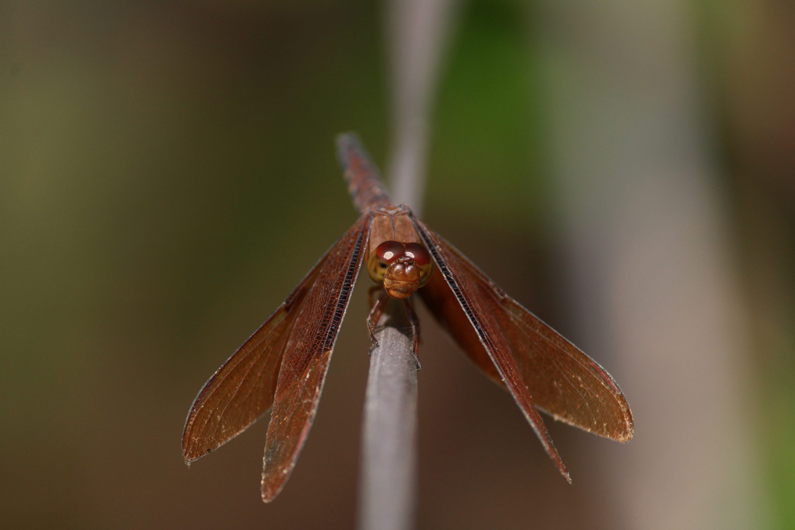 A dragon fly on a rope