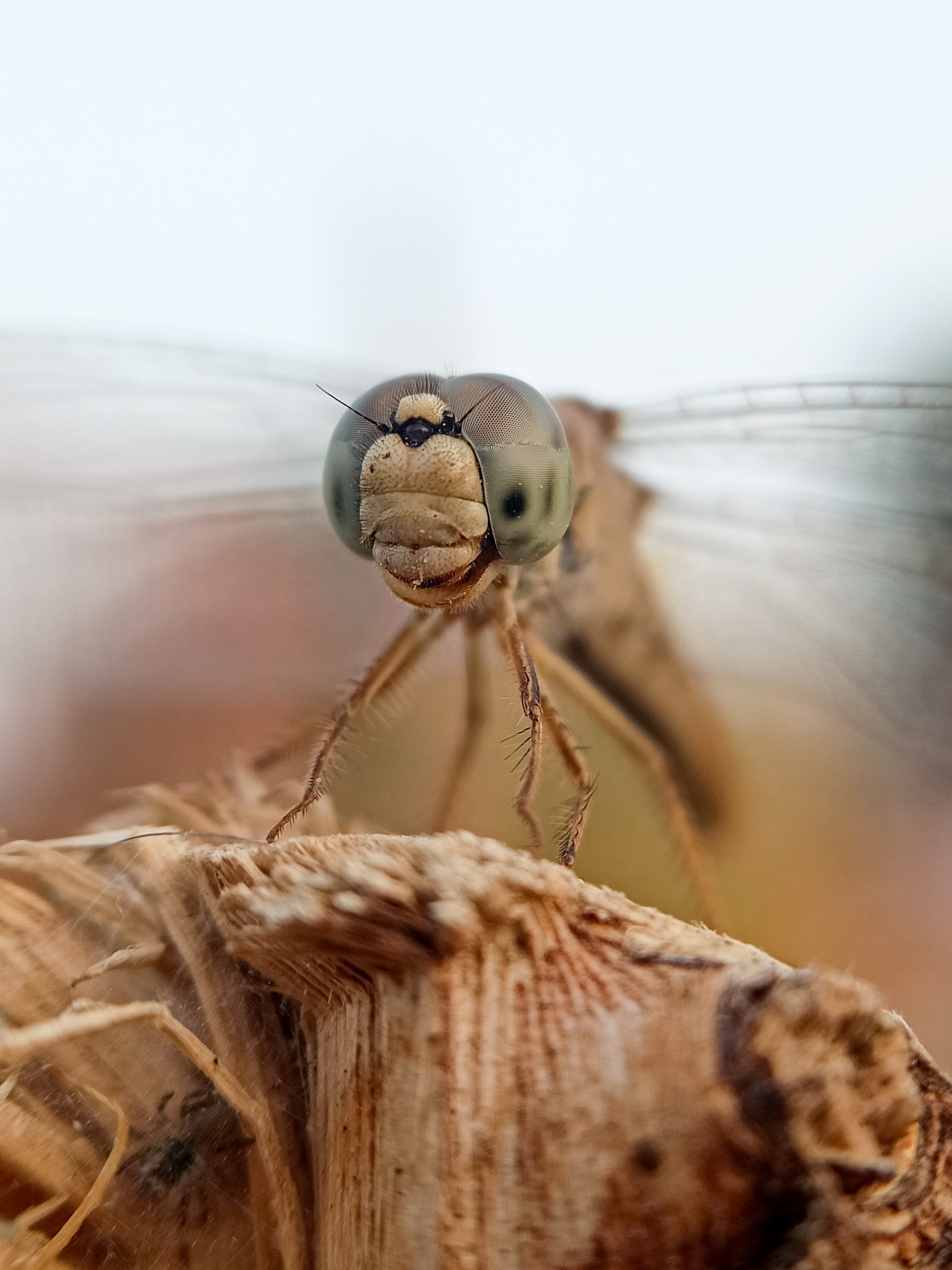 A dragonfly