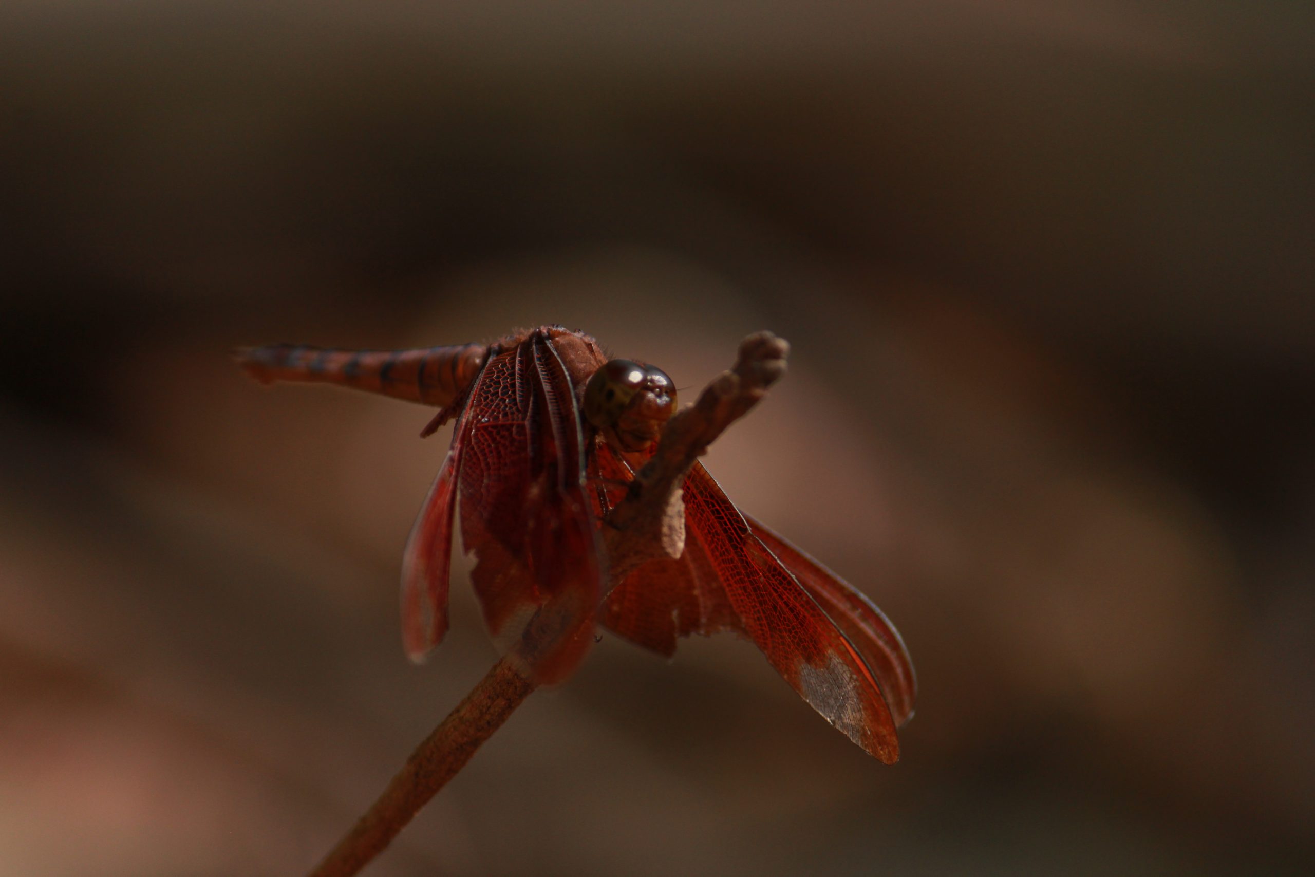 A dragonfly