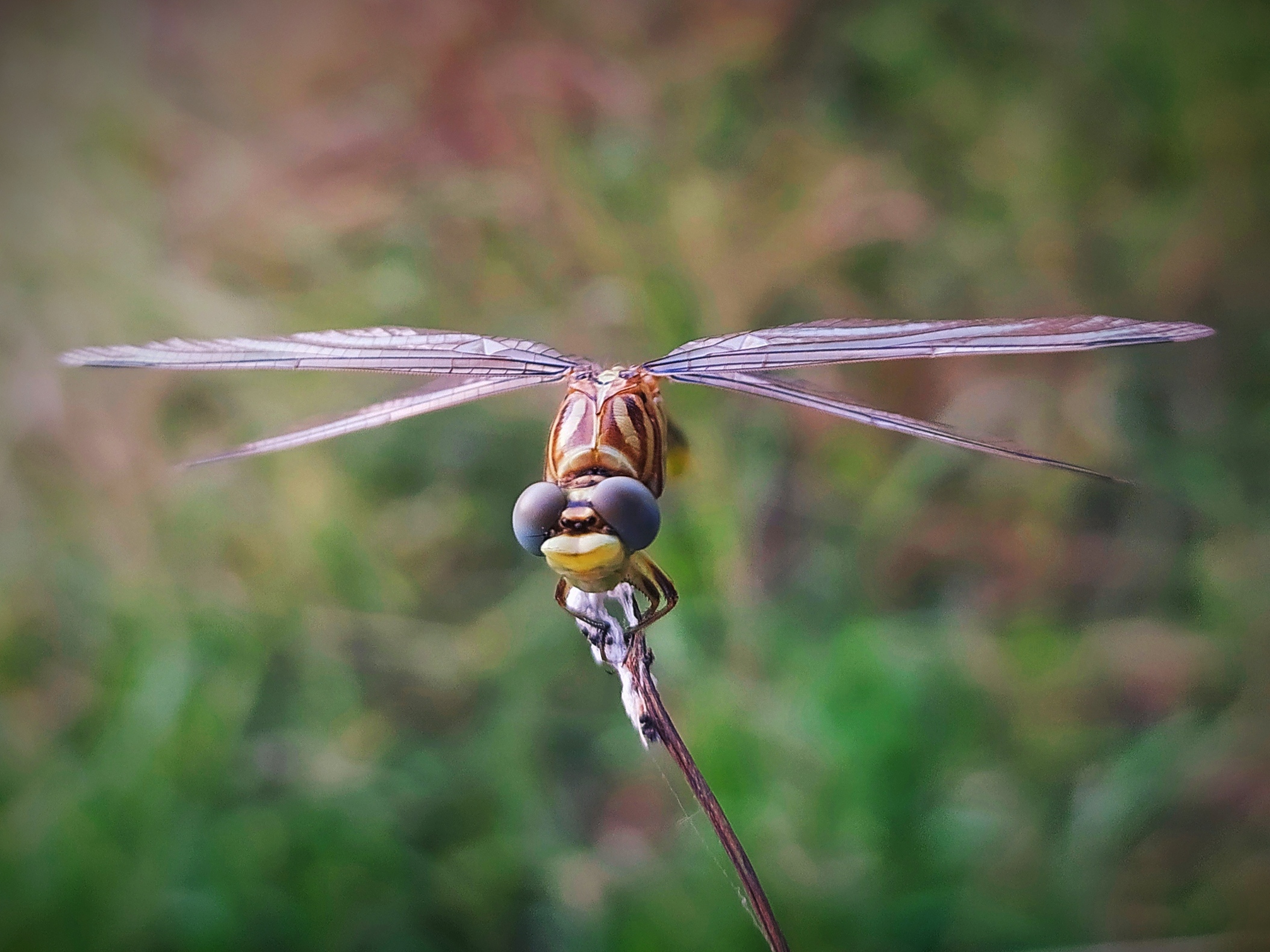 dragonfly on a twig