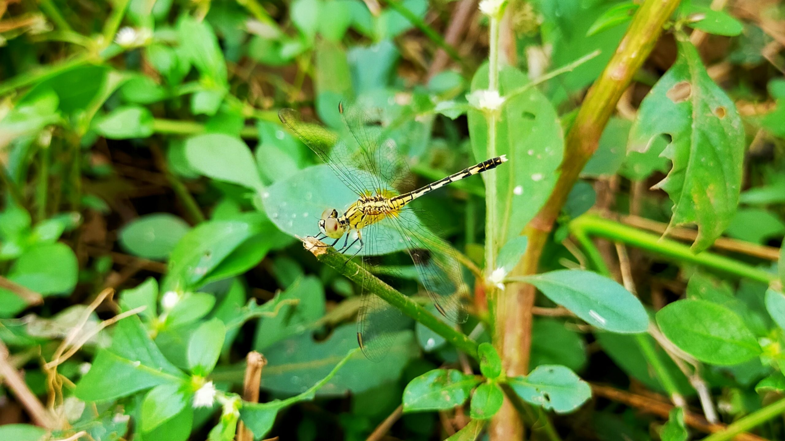 A dragonfly on a leaf