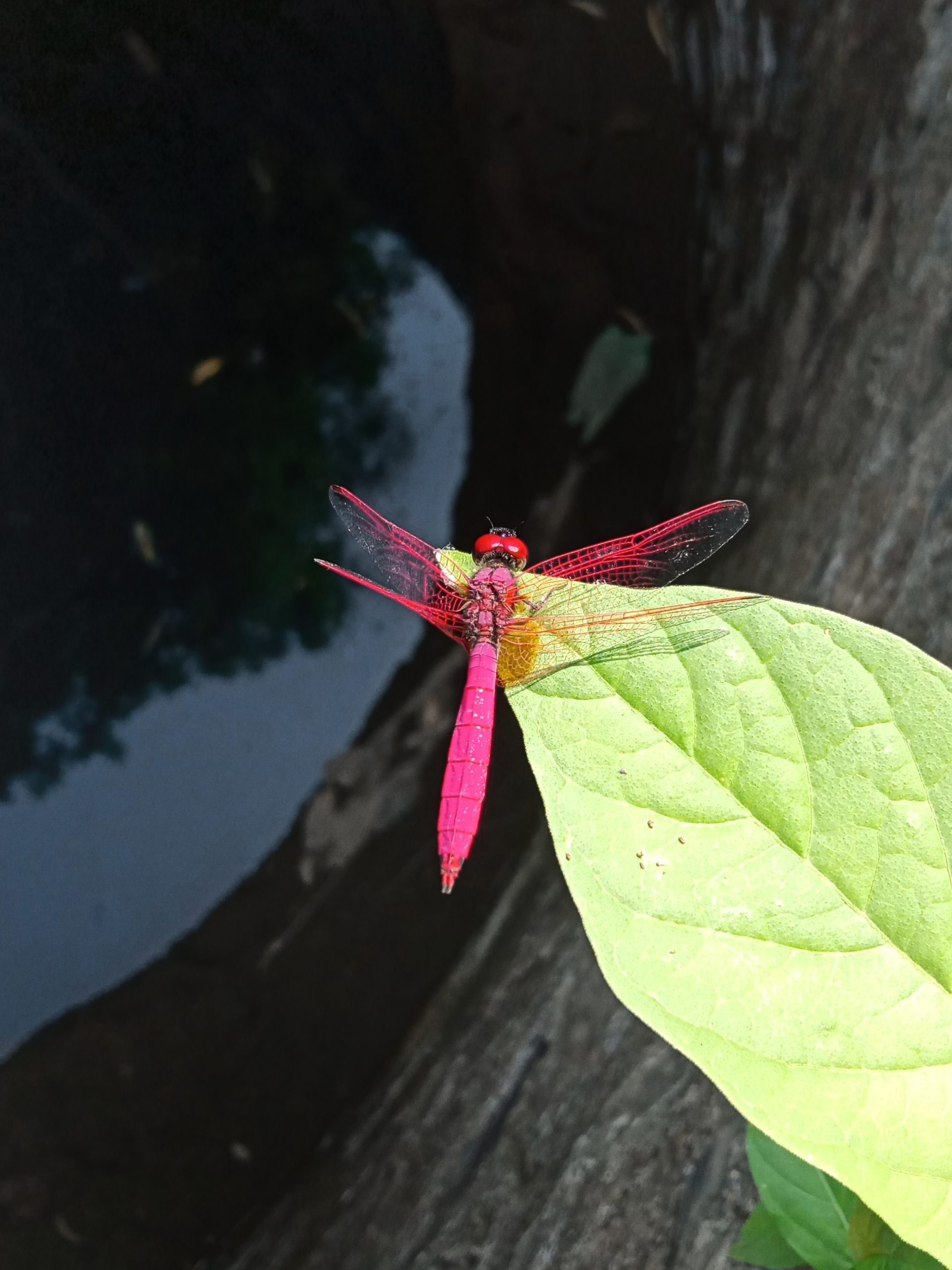 A dragonfly on a leaf