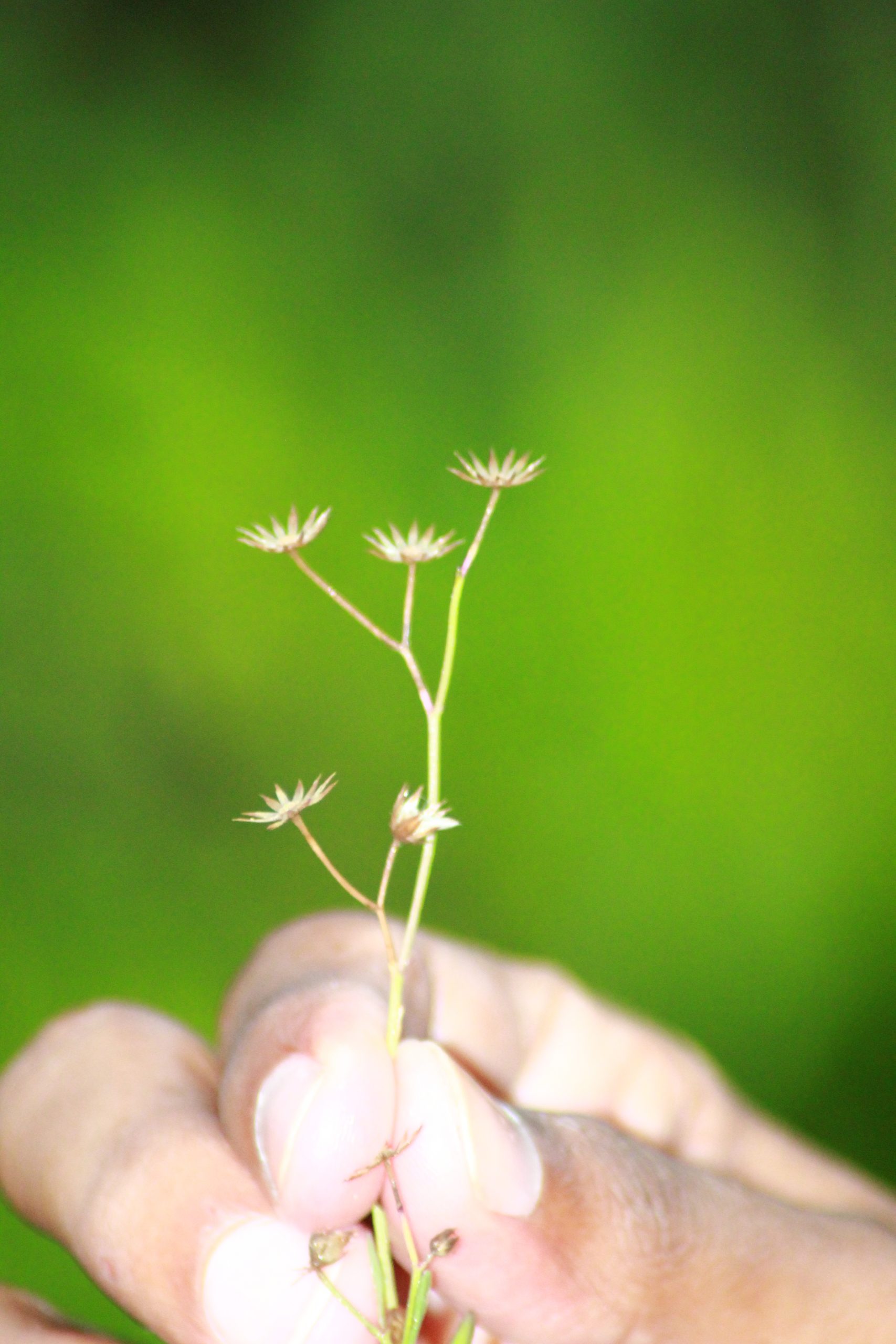 A dry flower plant in hand